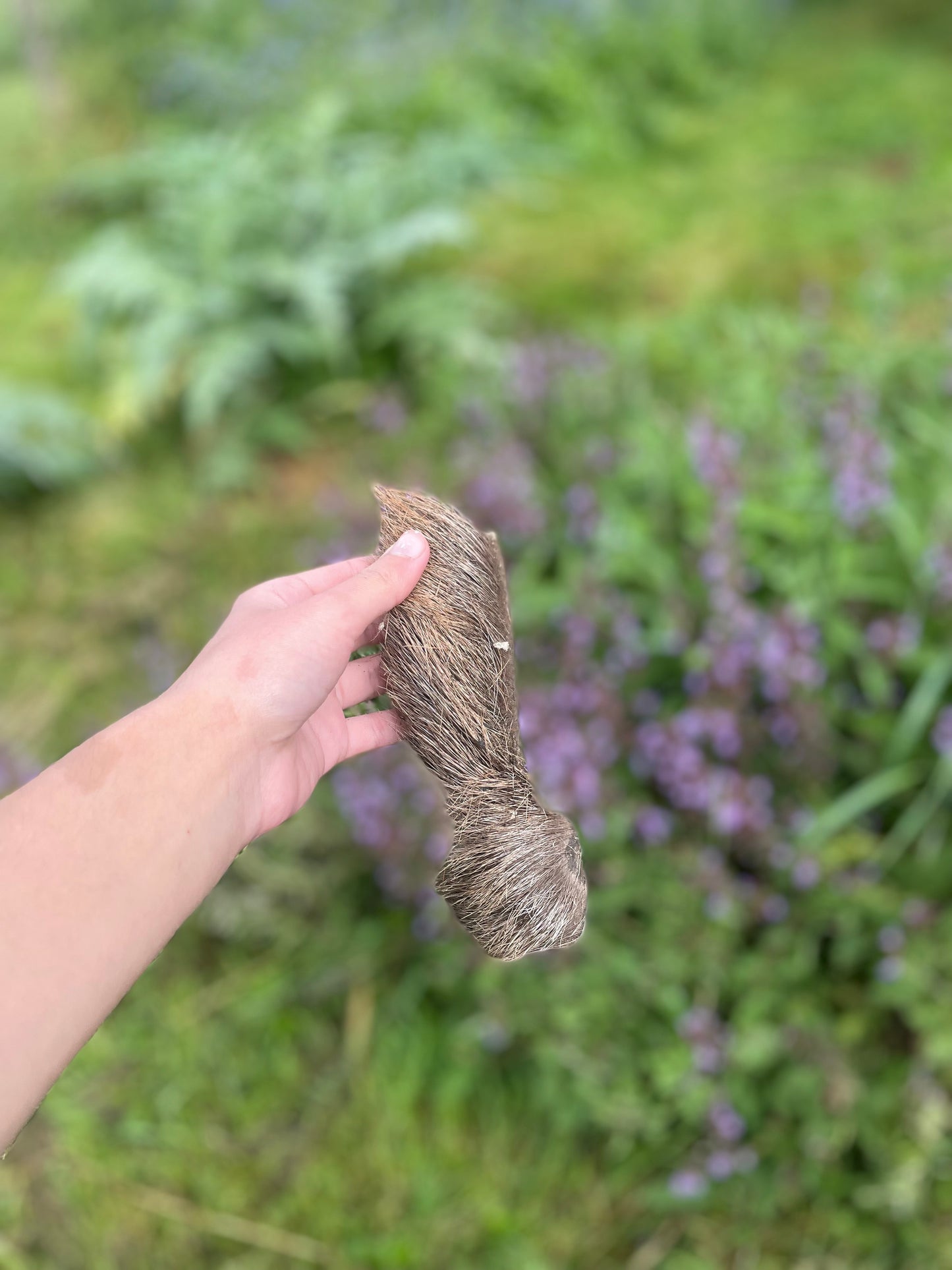 Peau de cerf avec poils