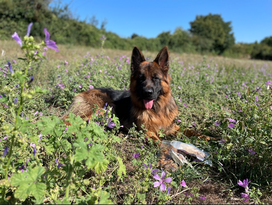 Les principaux besoins du chien à combler - MY LOYAL K9