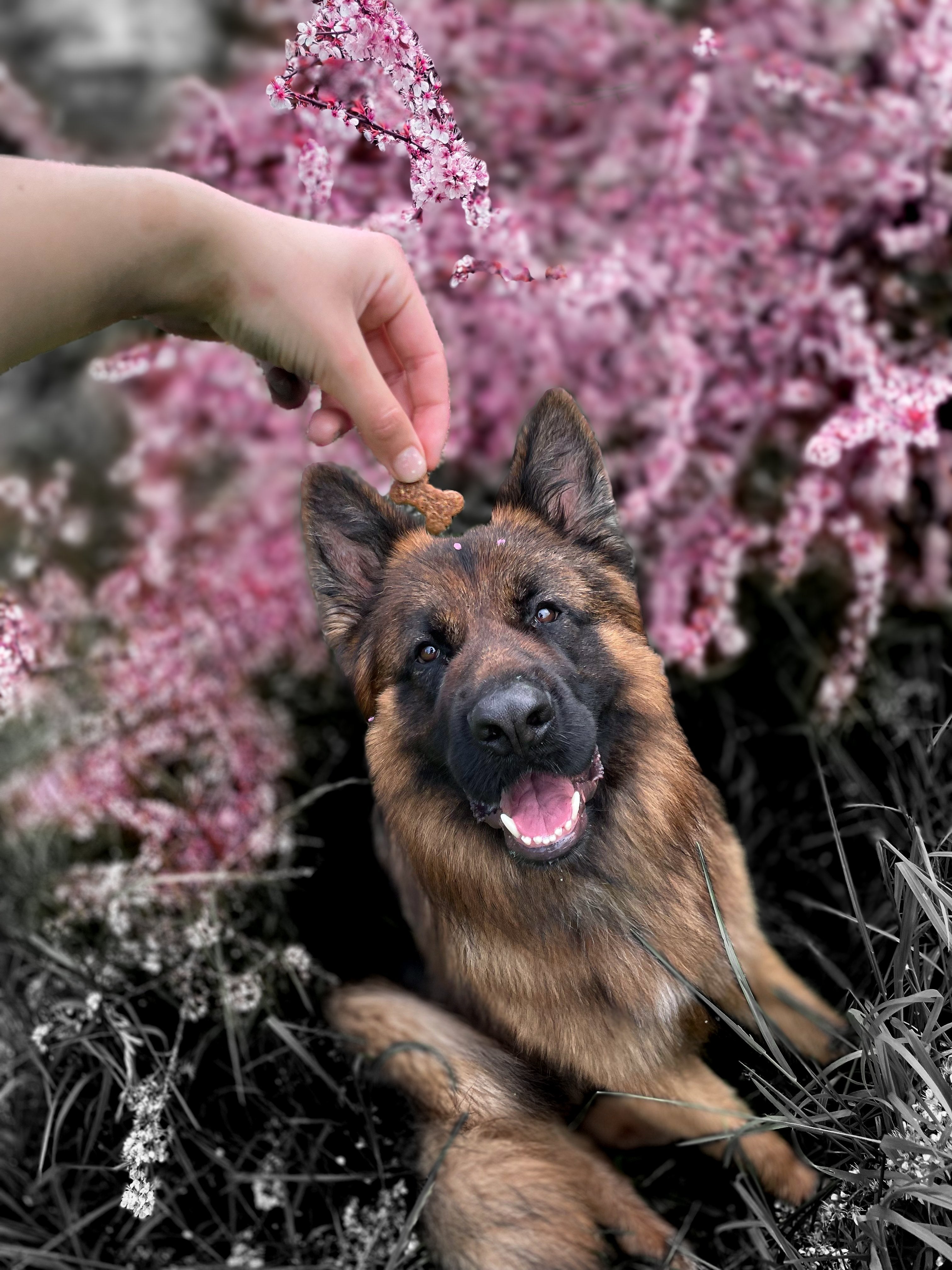 Friandises de travail - MY LOYAL K9