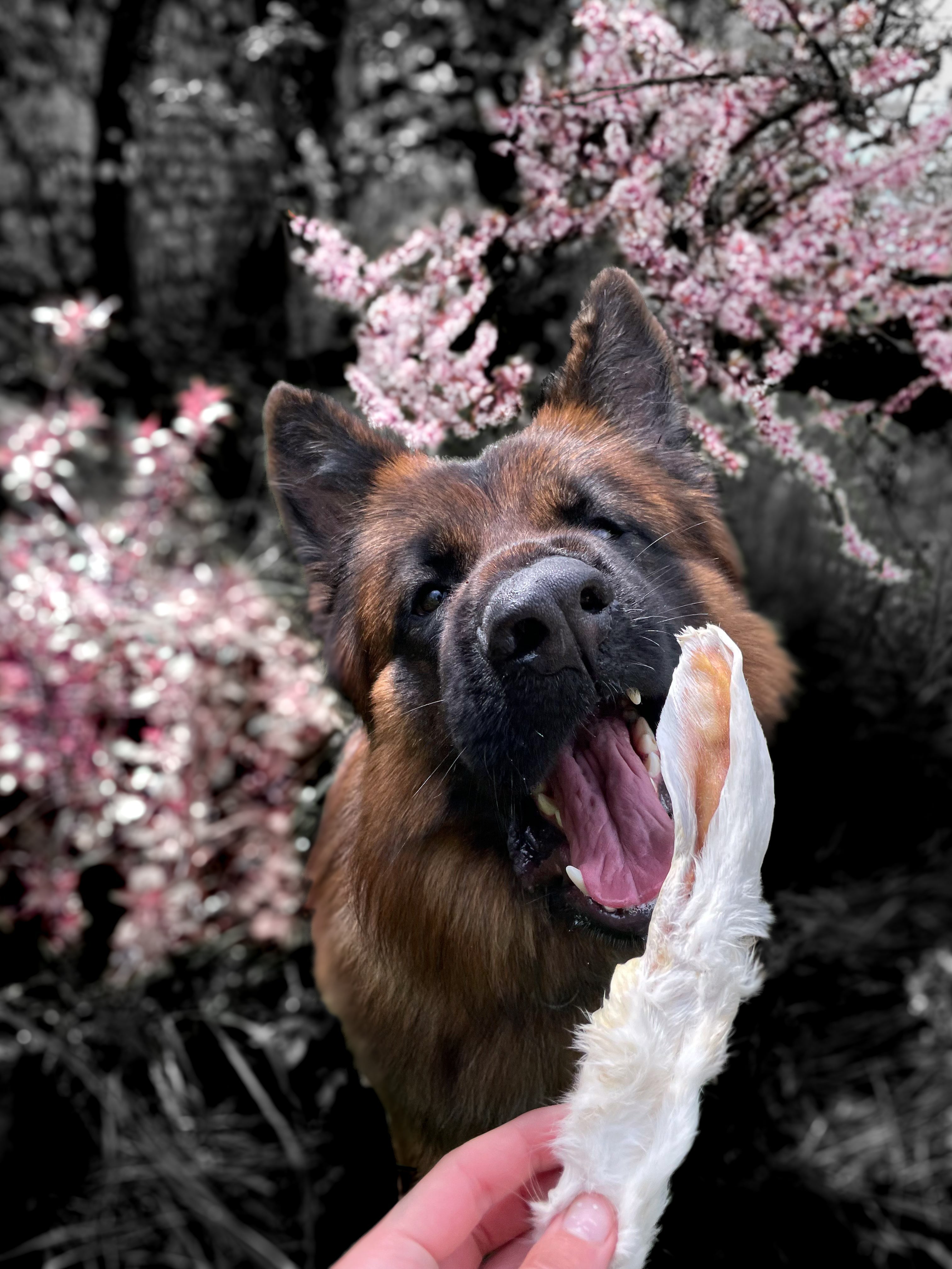 Mastications naturelles - MY LOYAL K9