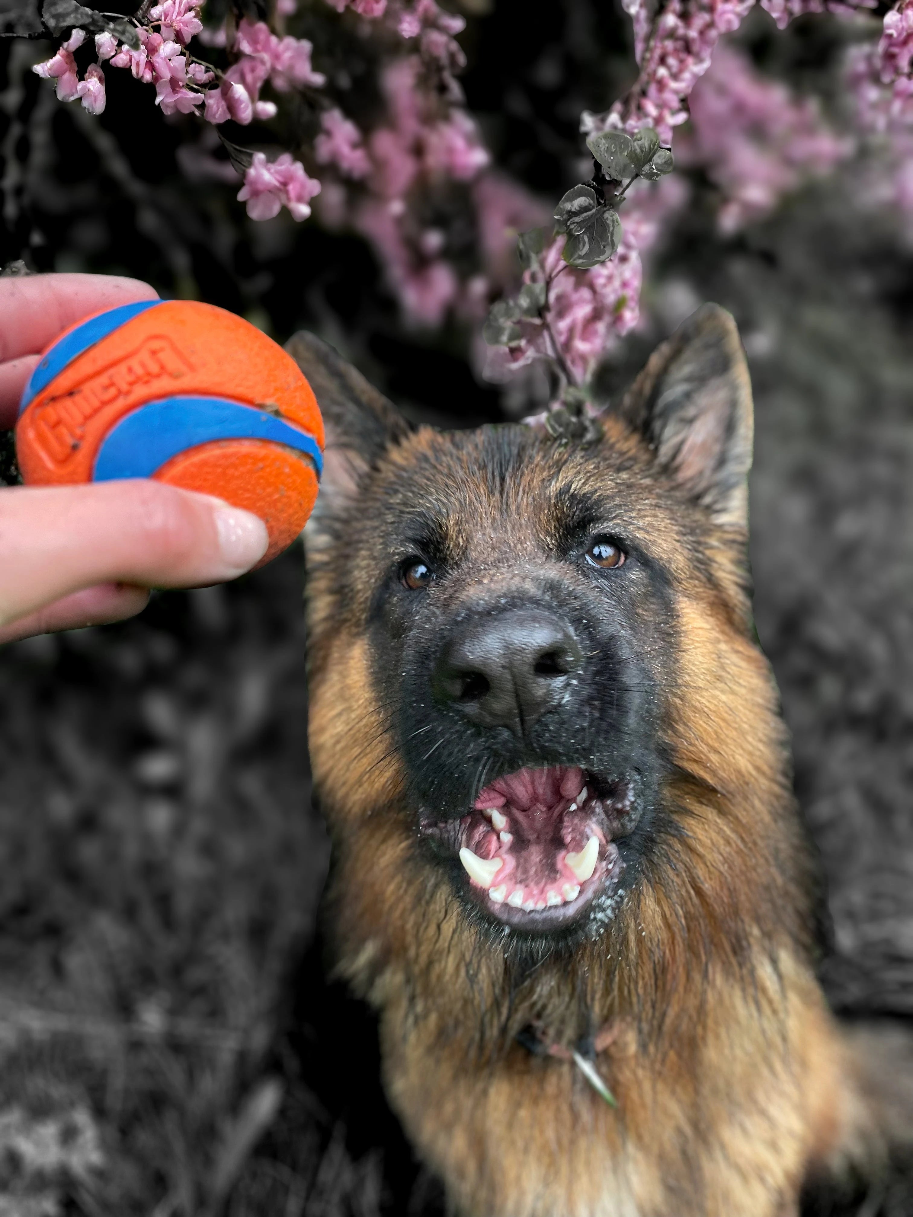 Jouets & Accessoires - MY LOYAL K9