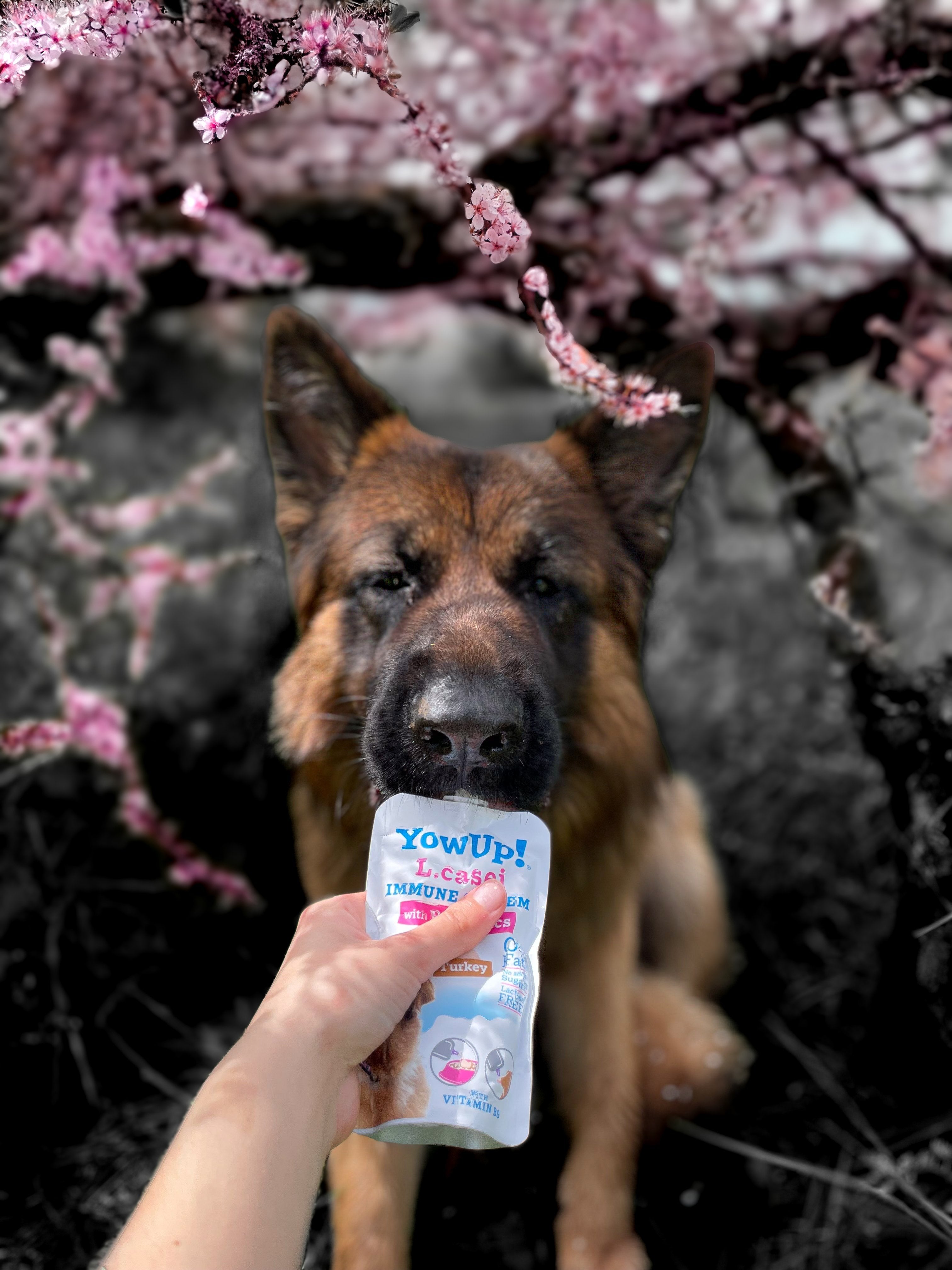 Desserts & Boissons - MY LOYAL K9
