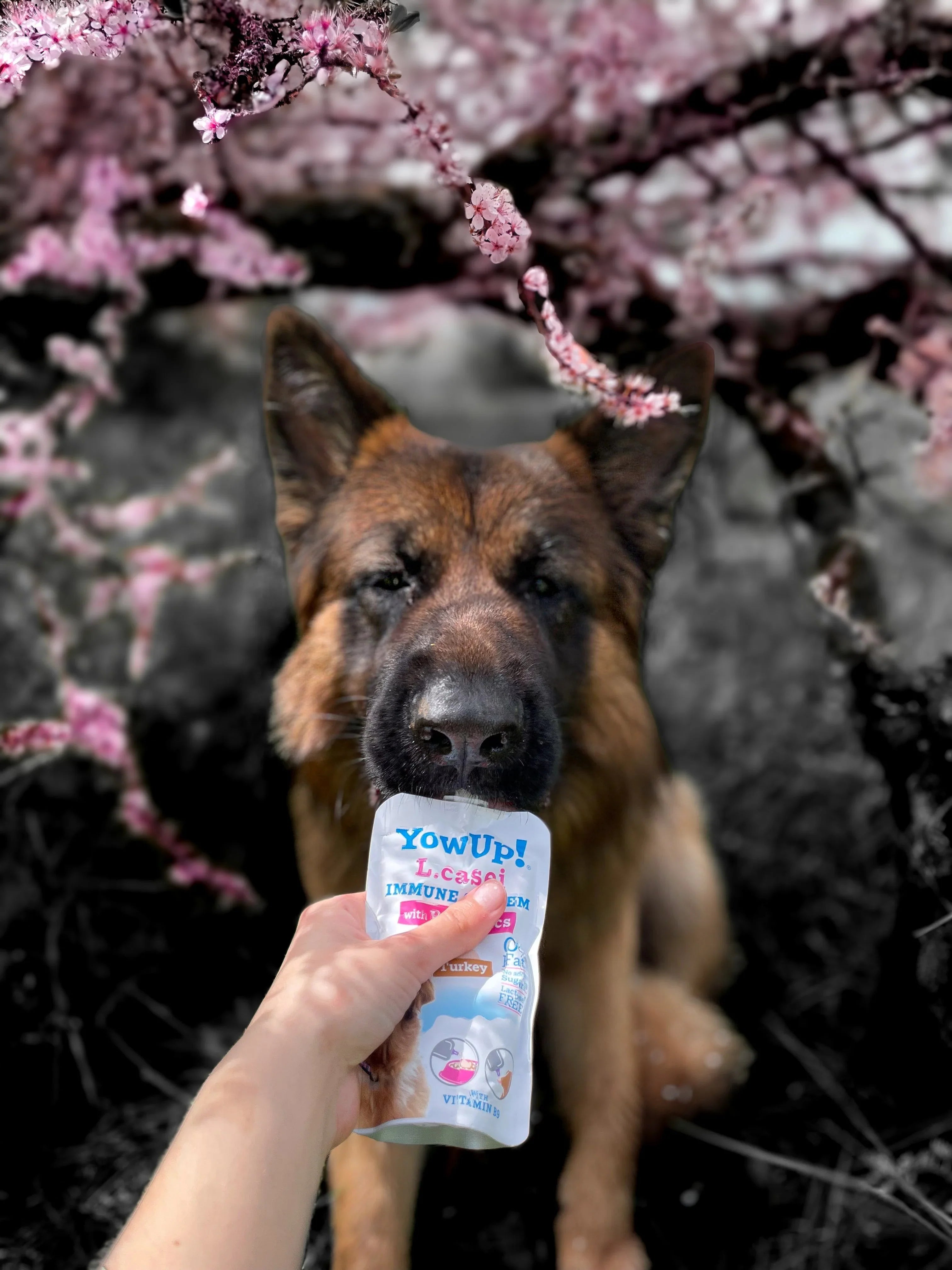 Desserts & Boissons - MY LOYAL K9
