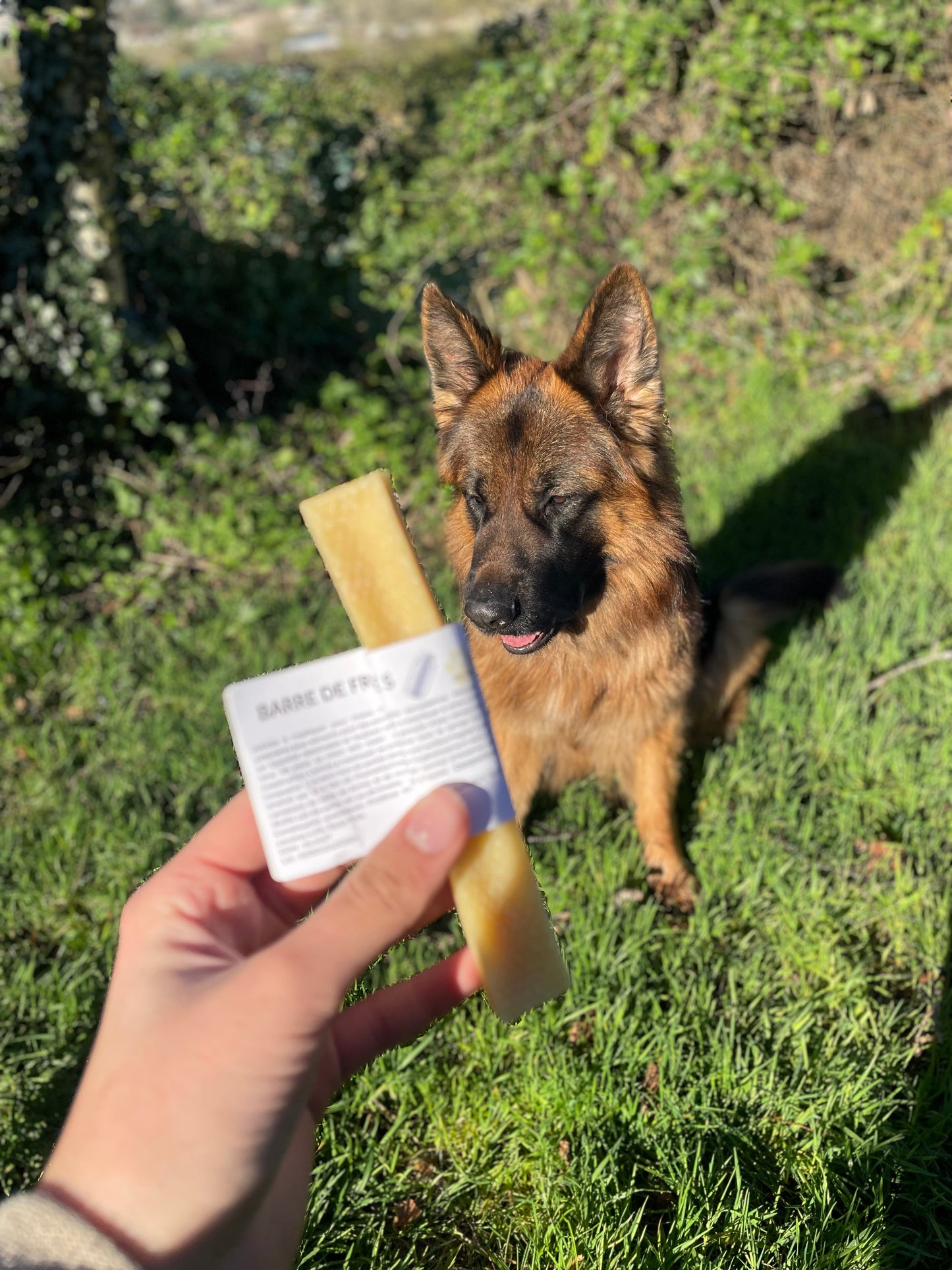 Cheese bone