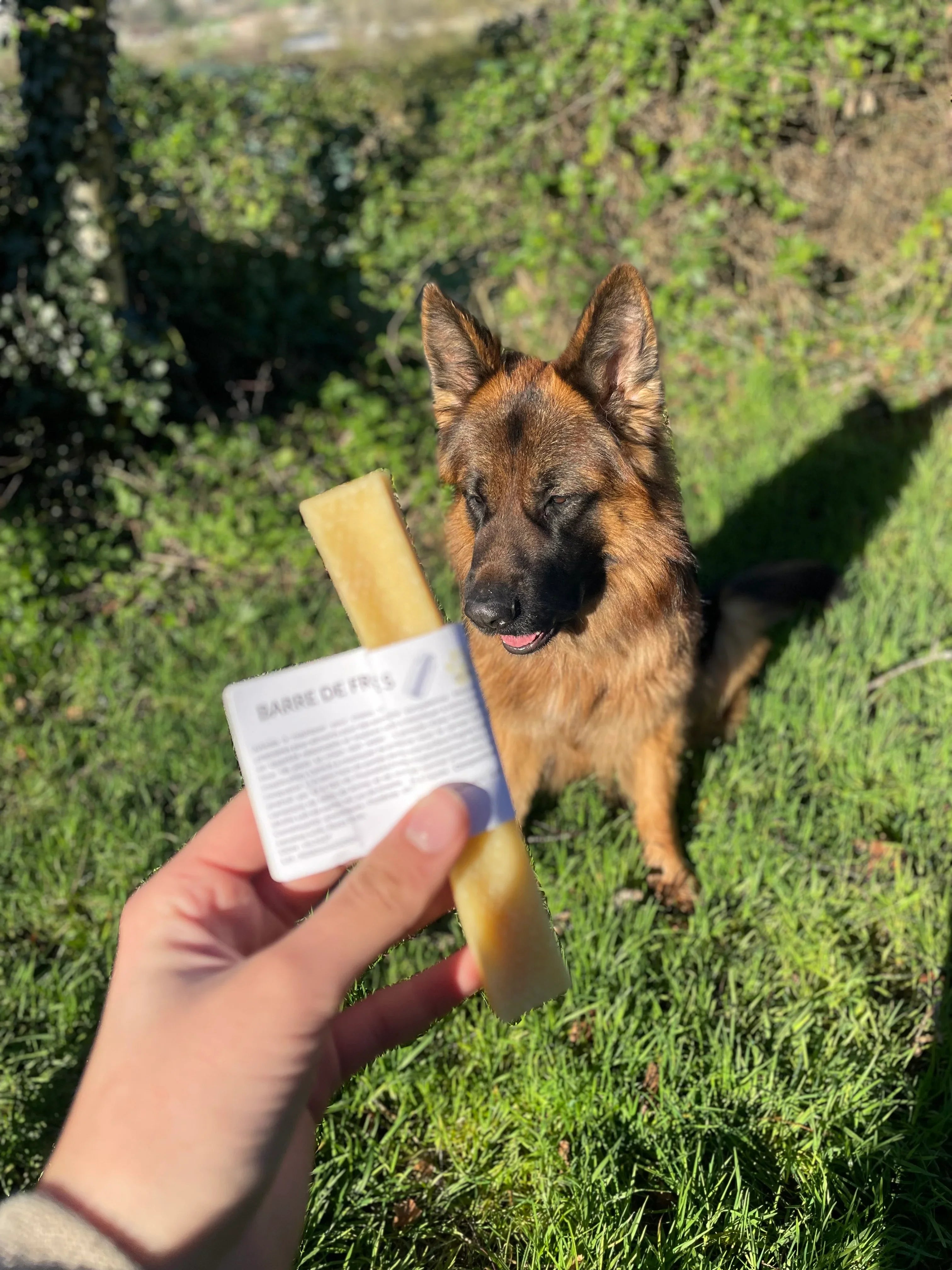 Cheese bone