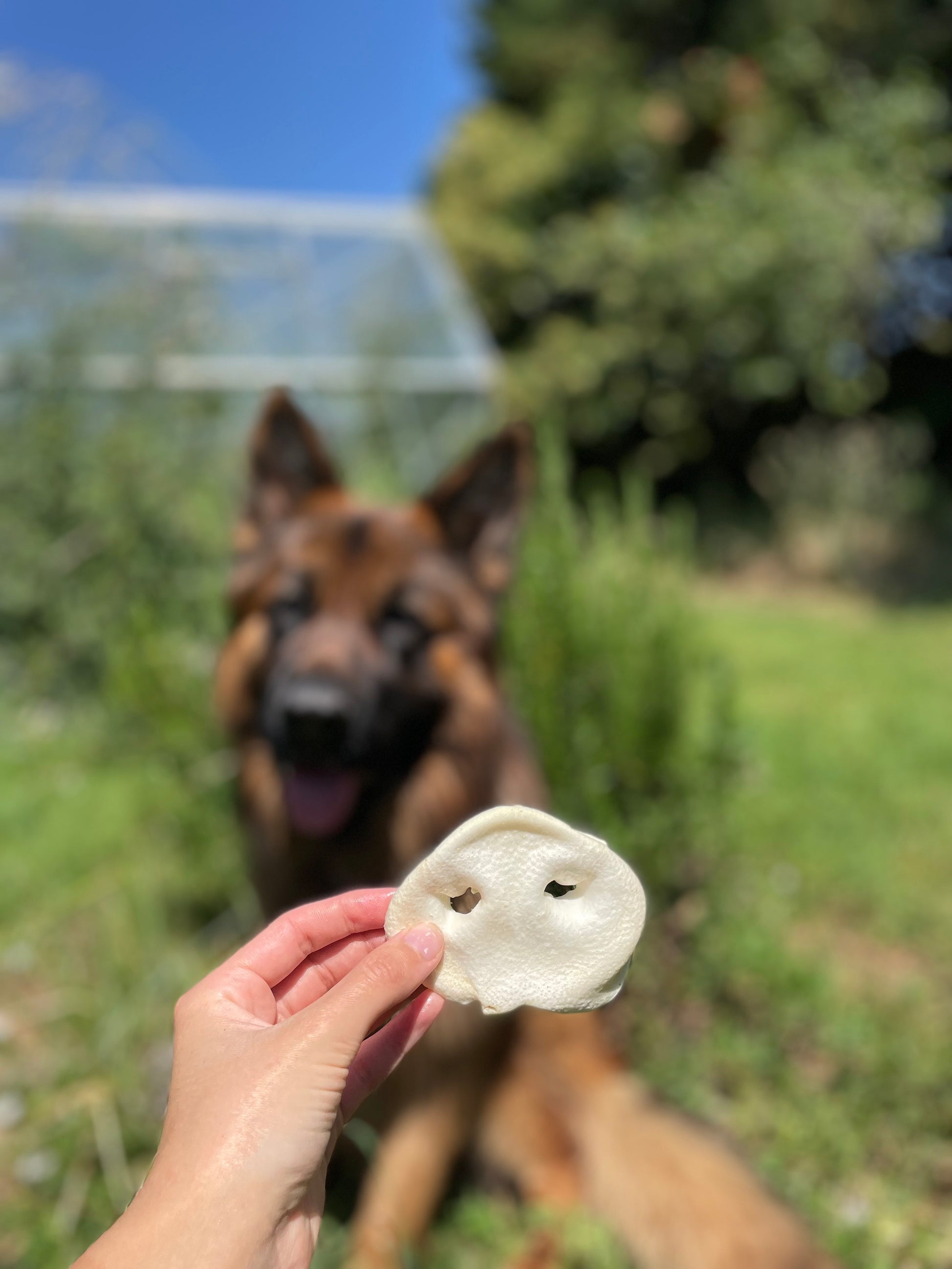 Groin de porc soufflé au miel