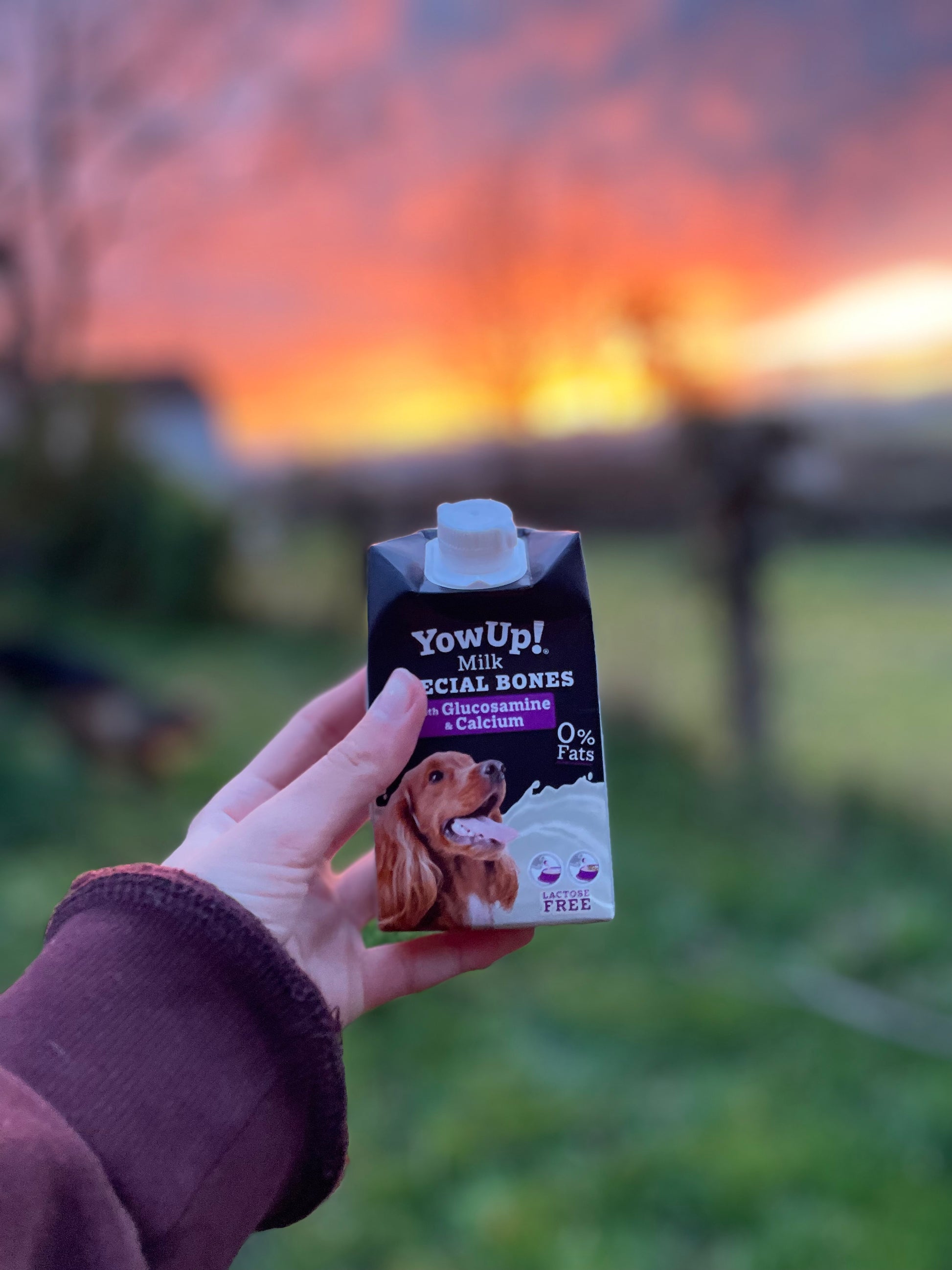 Yowup! Dog Milk