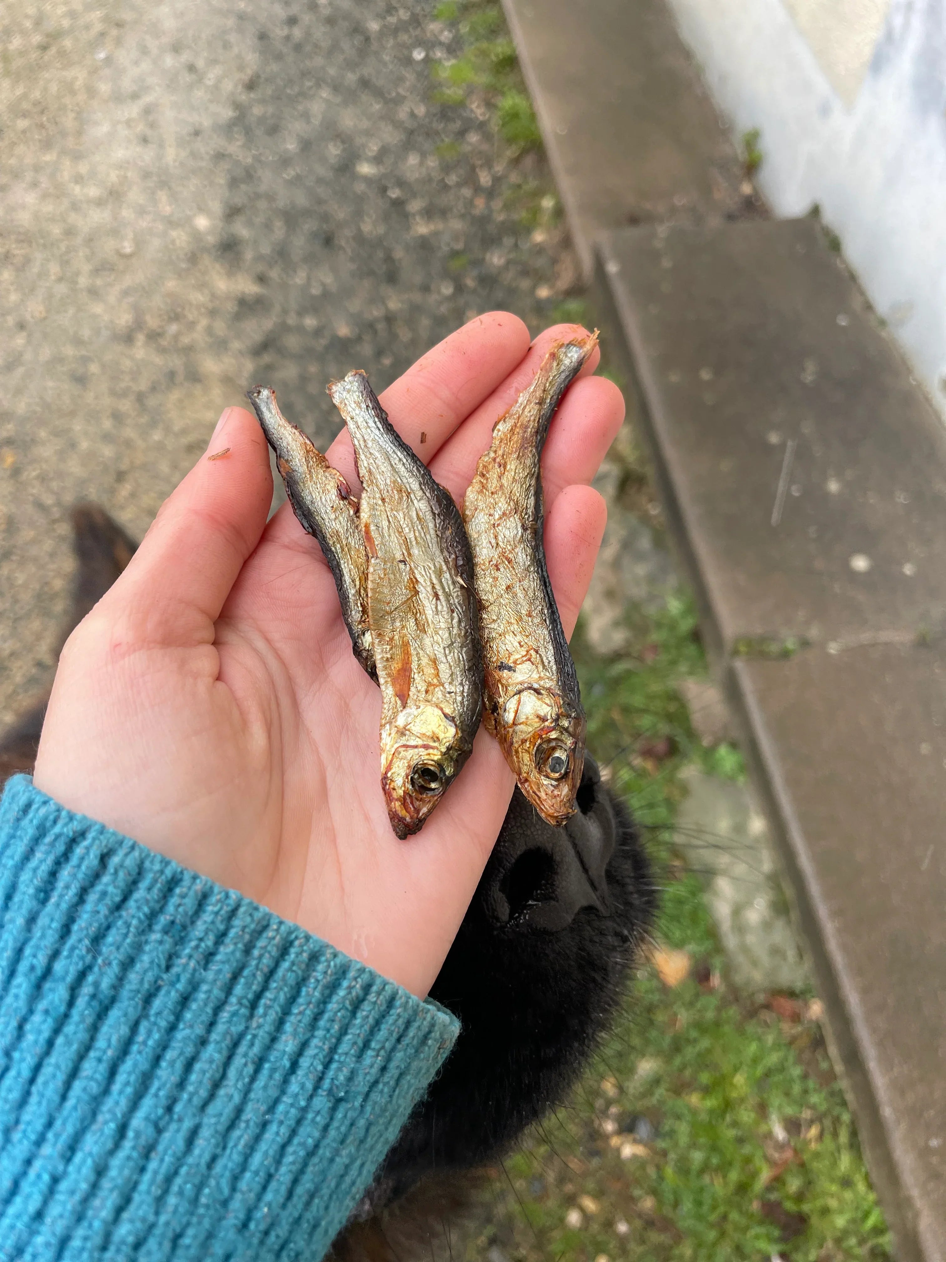 Sachet de sprats séchés (lot dès 2,45€ unité)