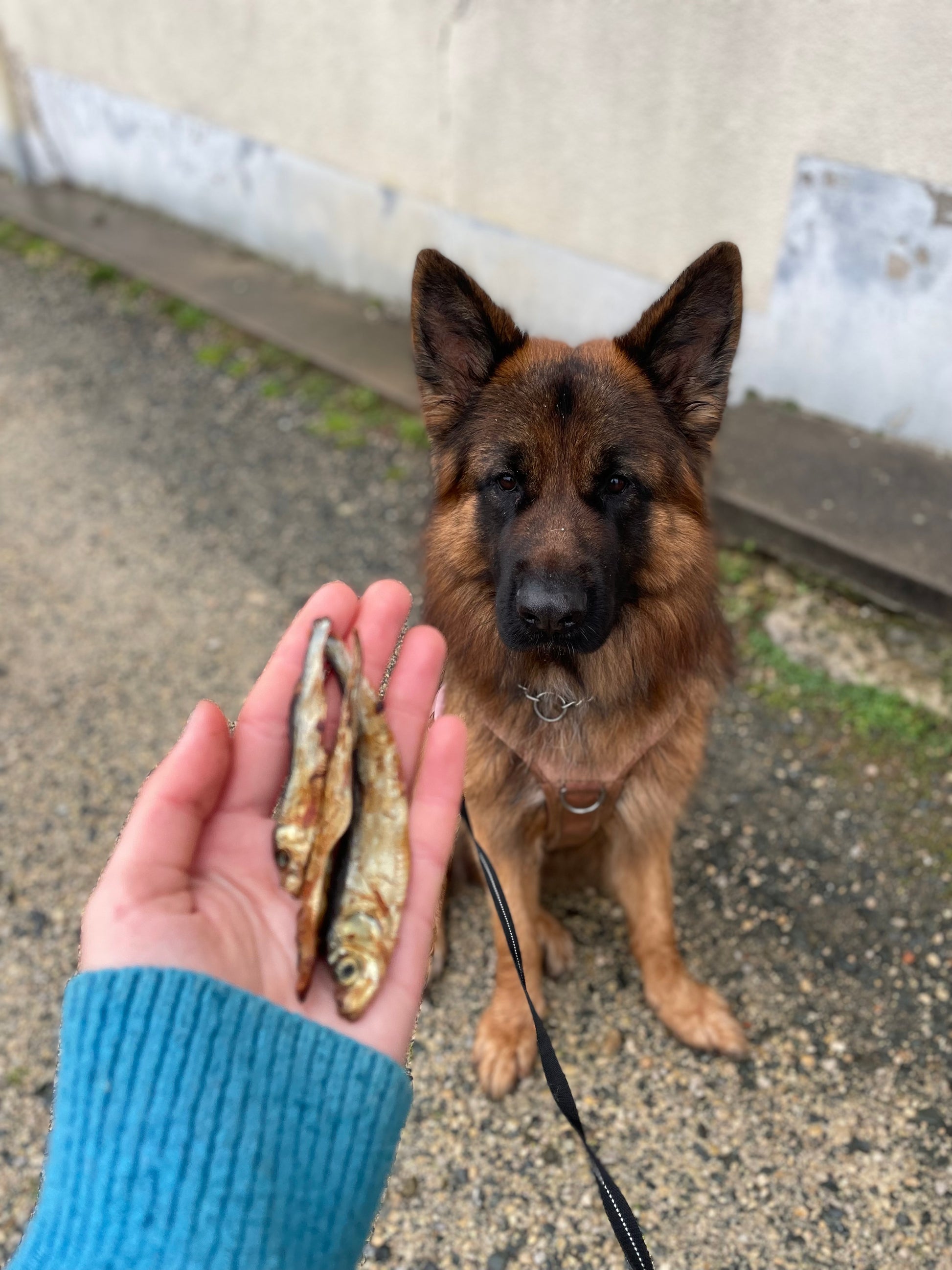 Sachet de sprats séchés (lot dès 2,45€ unité)