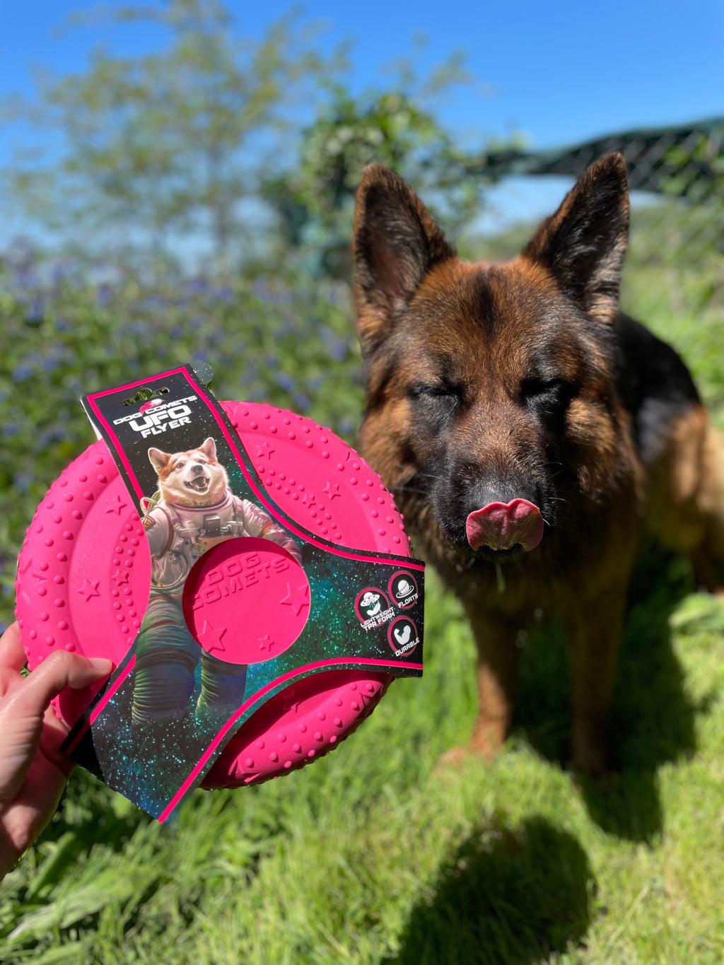 Frisbee pour chien