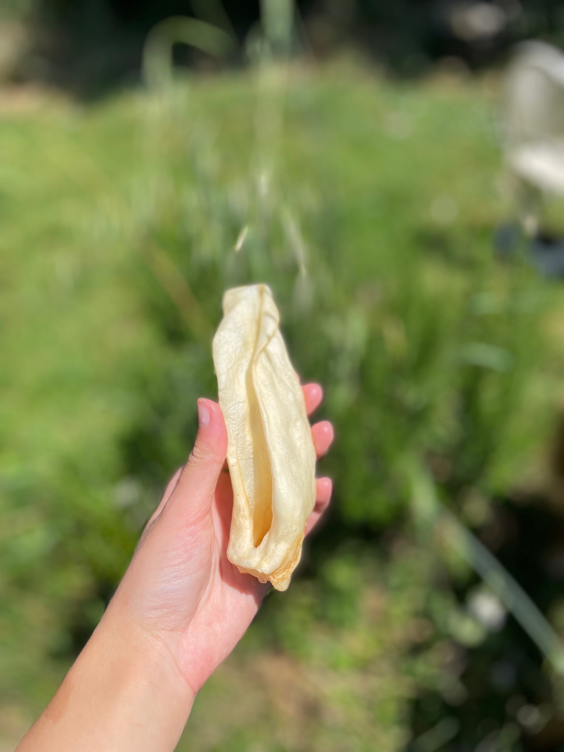 Oreille de chèvre