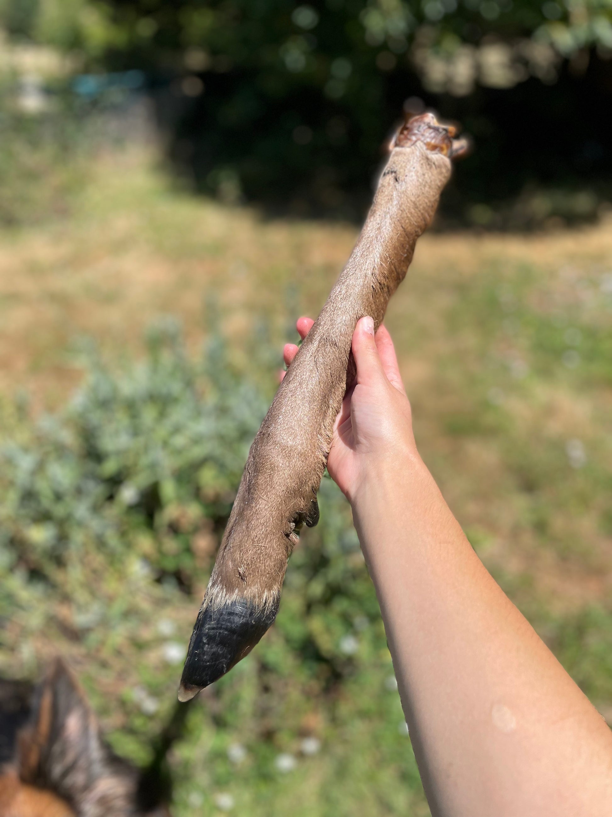 Patte de cerf avec poils XXL