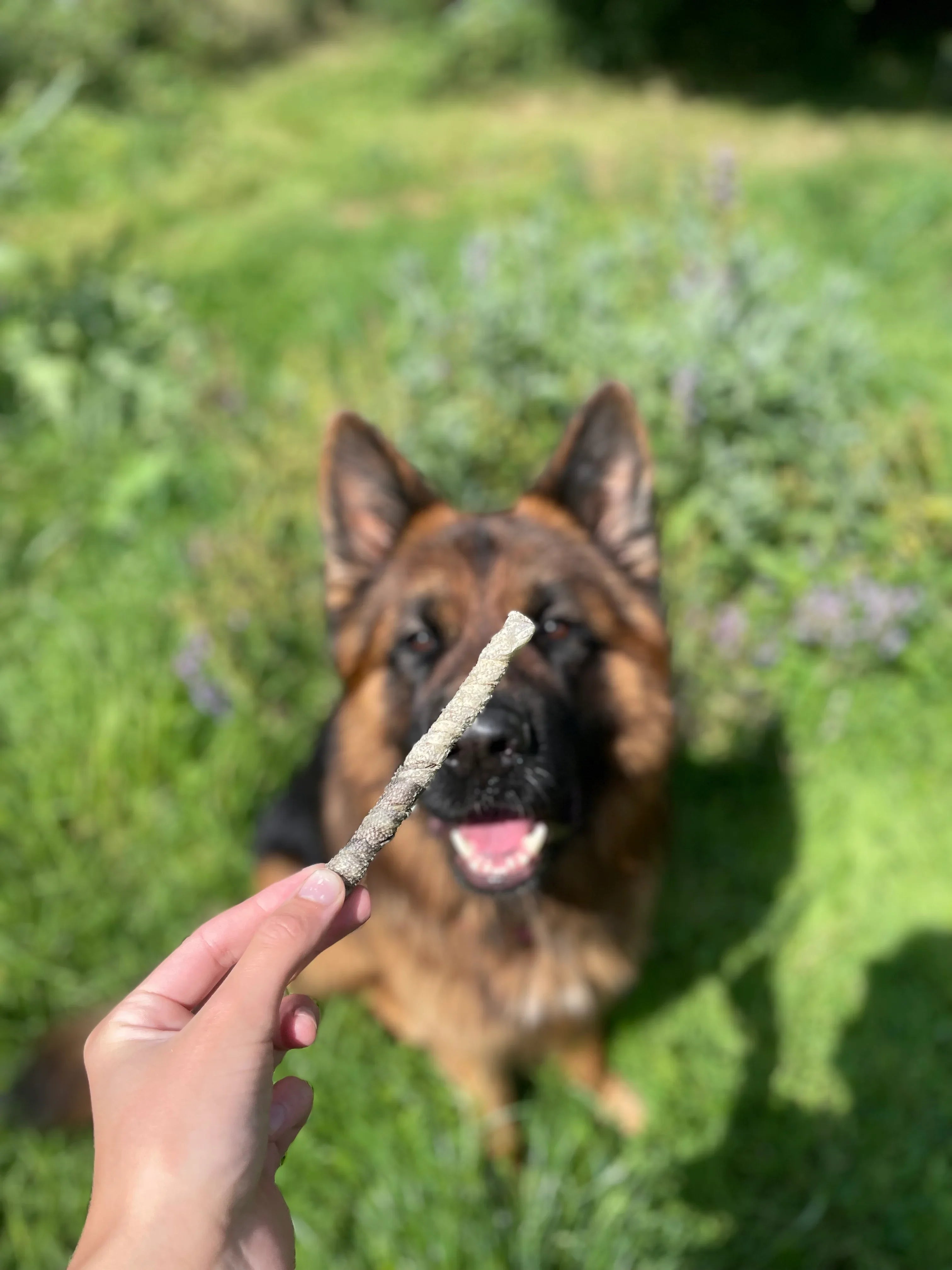Stick de saumon
