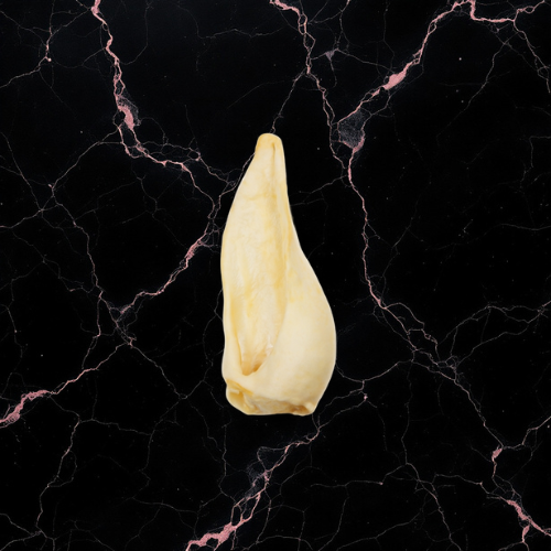 Oreille de chèvre