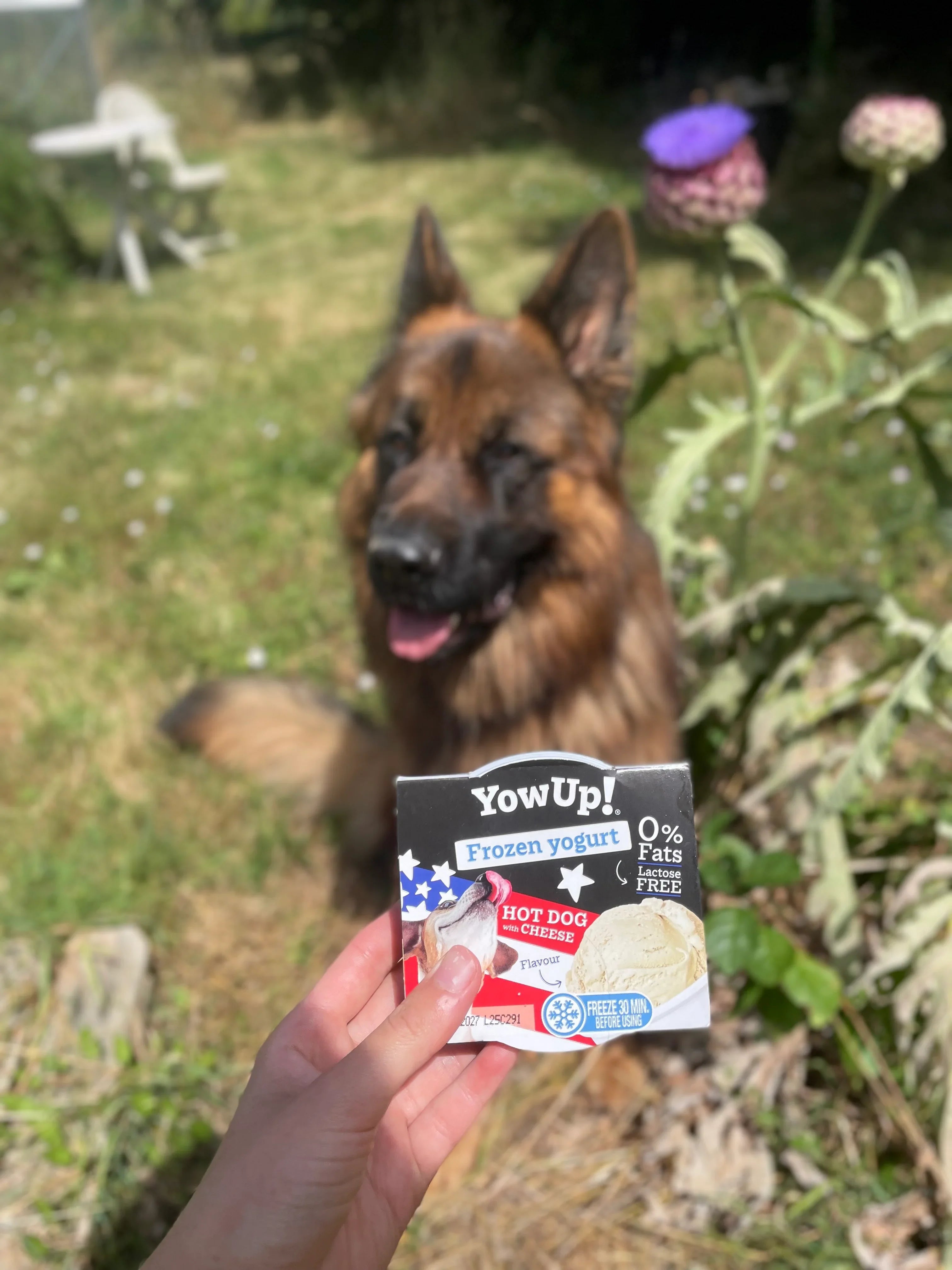 Crème glacée Yowup Hotdog [Nouveauté]