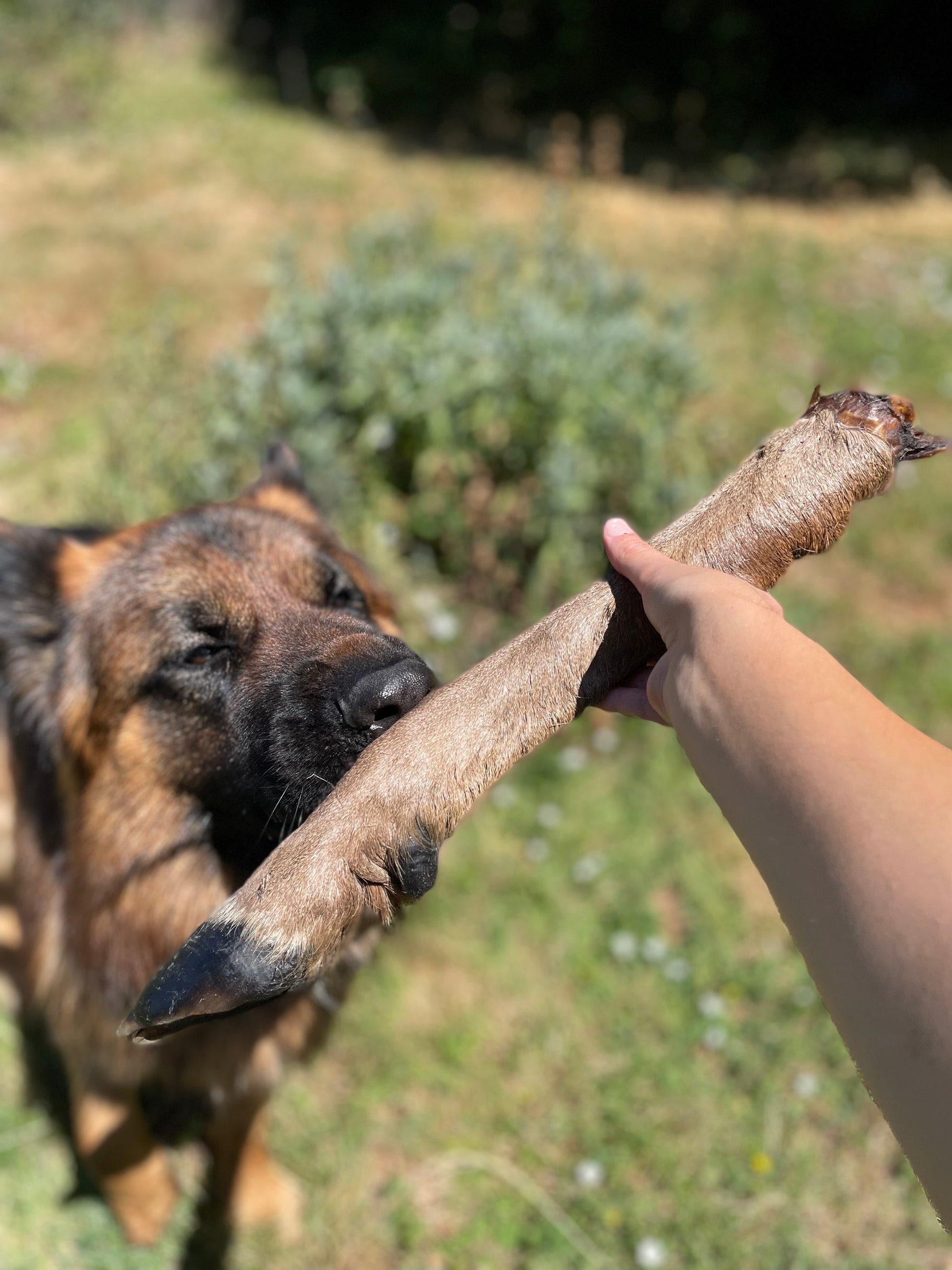 Patte de cerf avec poils XXL