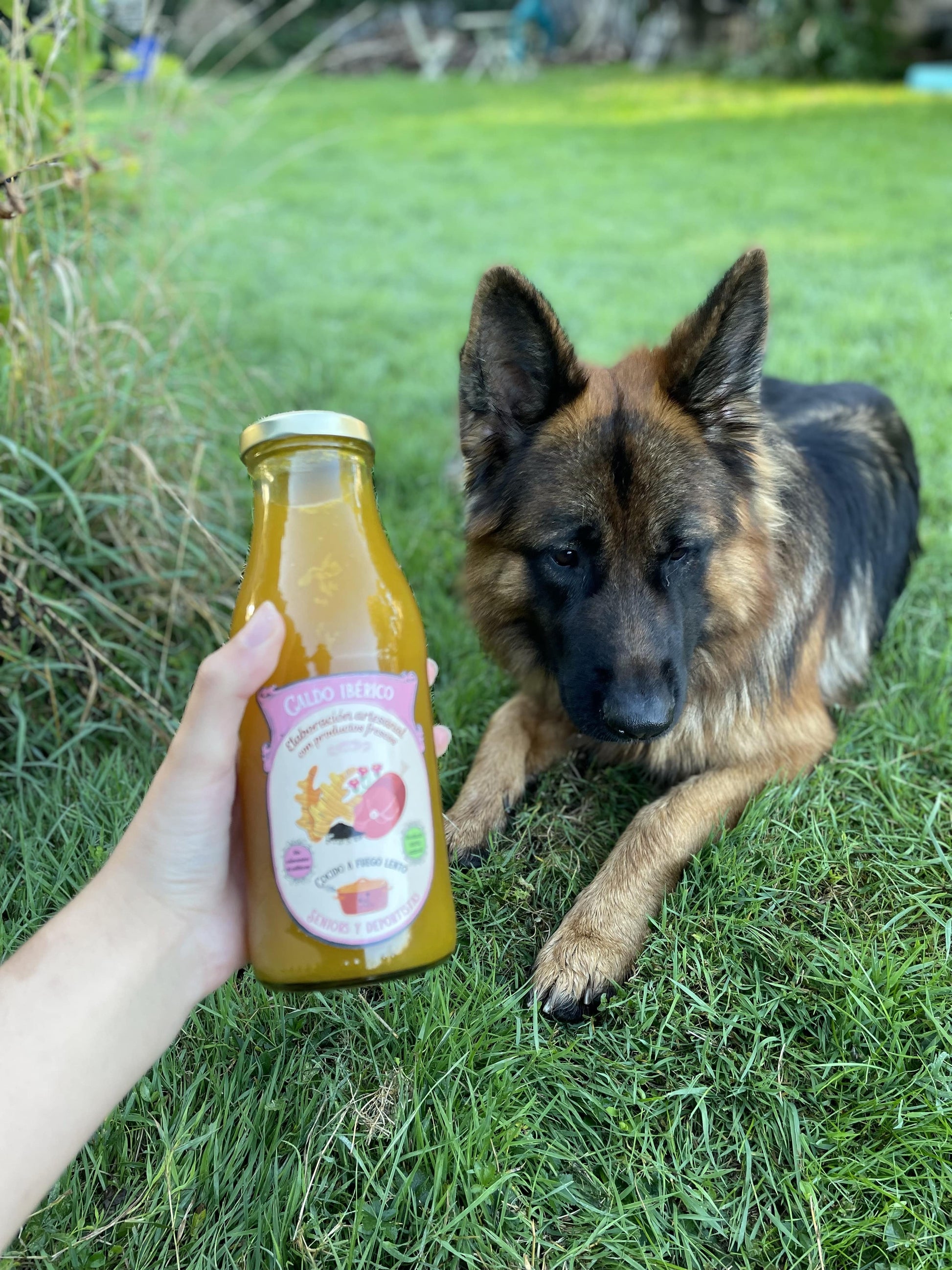 Bouillon d'os ibérique (porc) pour chiens seniors et sportifs 500ml - MY LOYAL K9