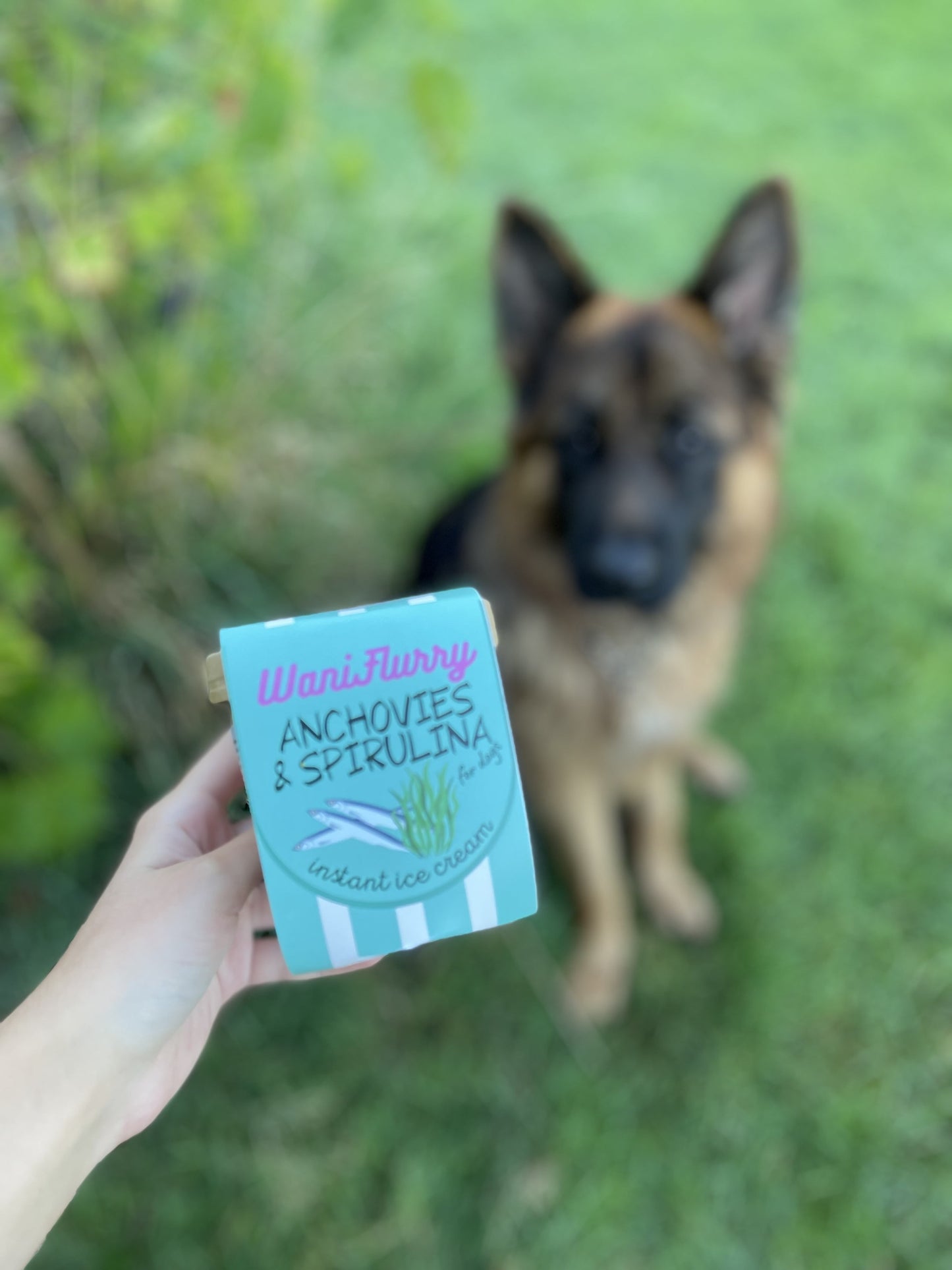 Glace Anchois et Spiruline pour chien - MY LOYAL K9