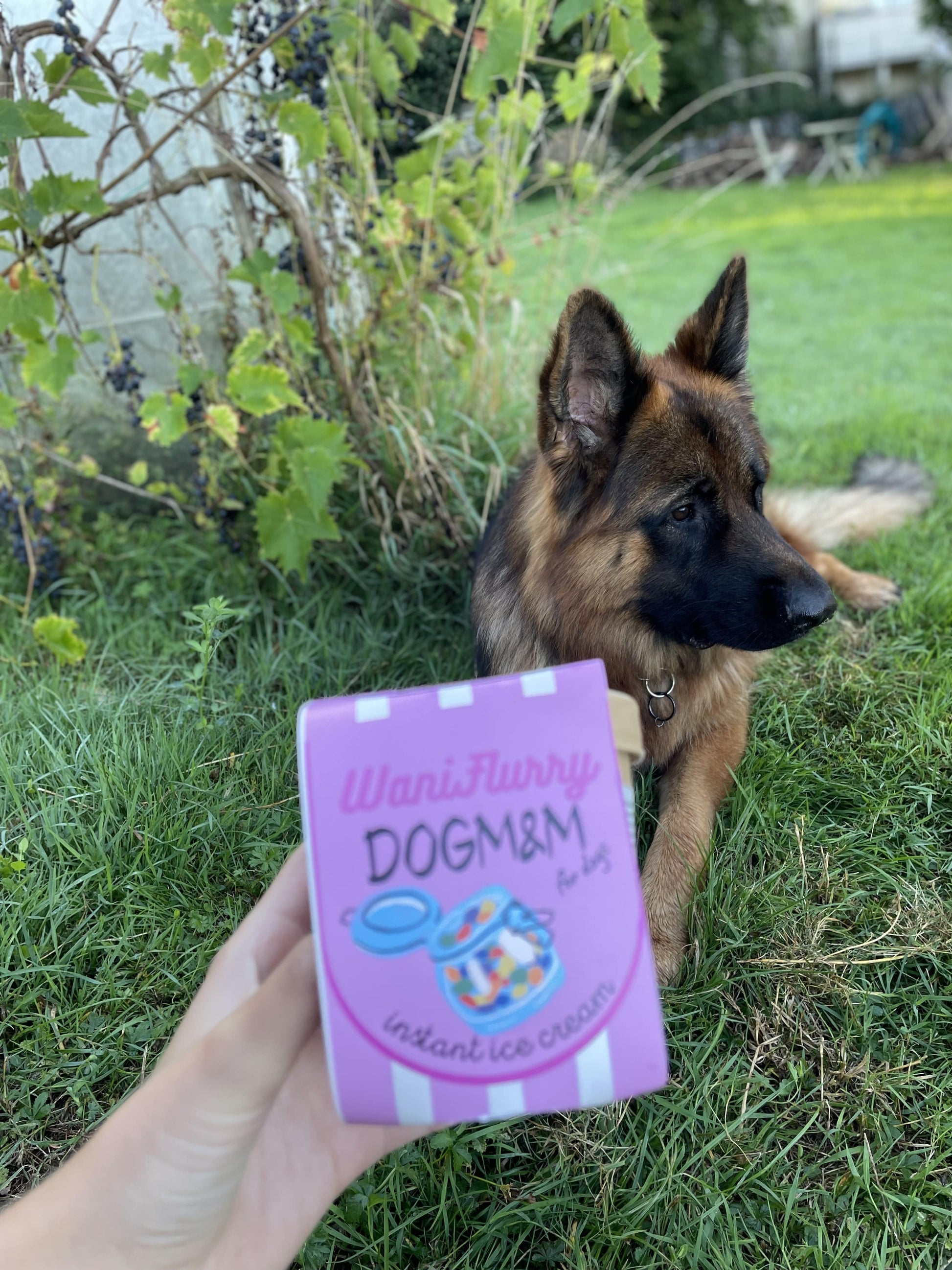 Crème glacée DogM&M pour chiens - MY LOYAL K9