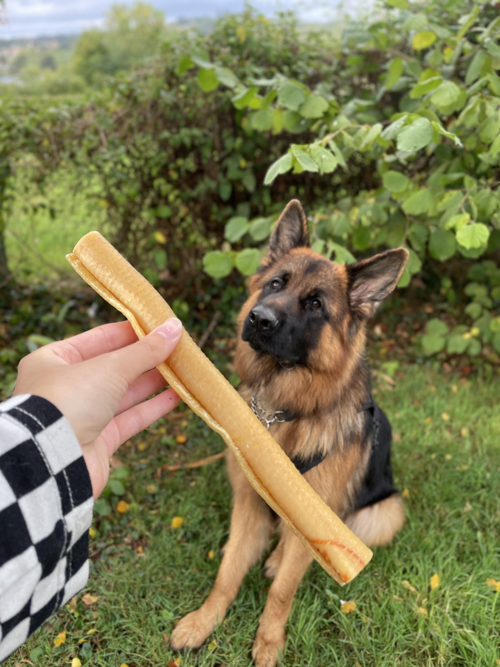 Rouleau de peau de porc 25cm - MY LOYAL K9