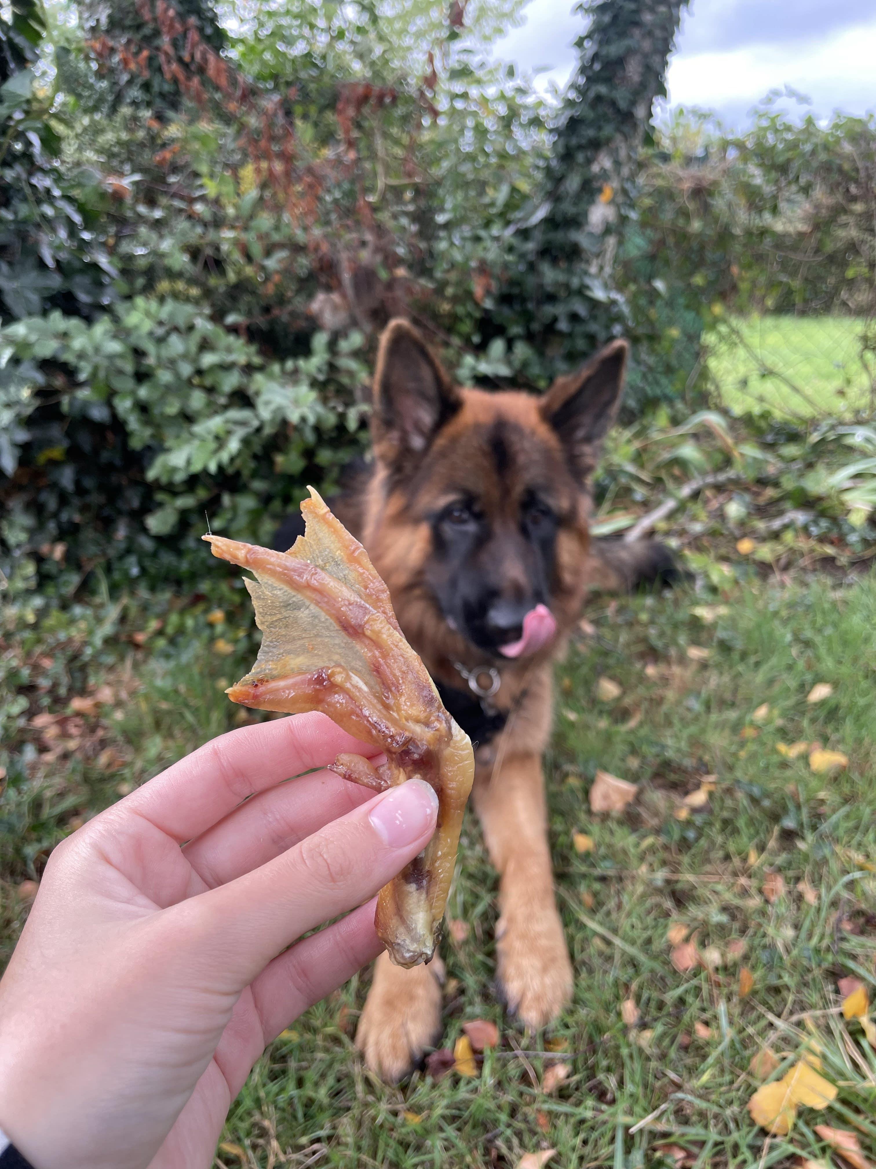 Patte de canard à l'unité - MY LOYAL K9