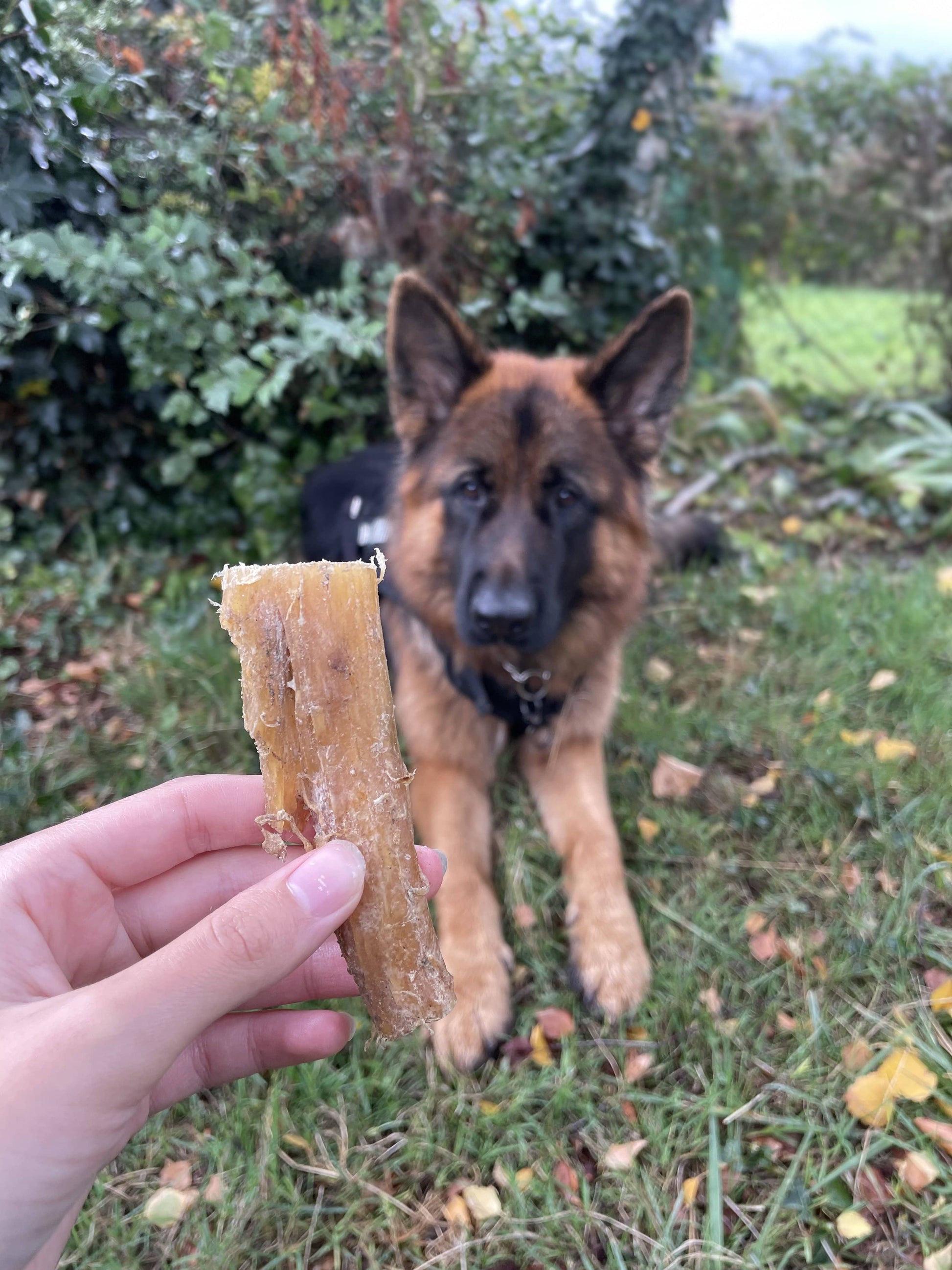 Tendon de bœuf - MY LOYAL K9