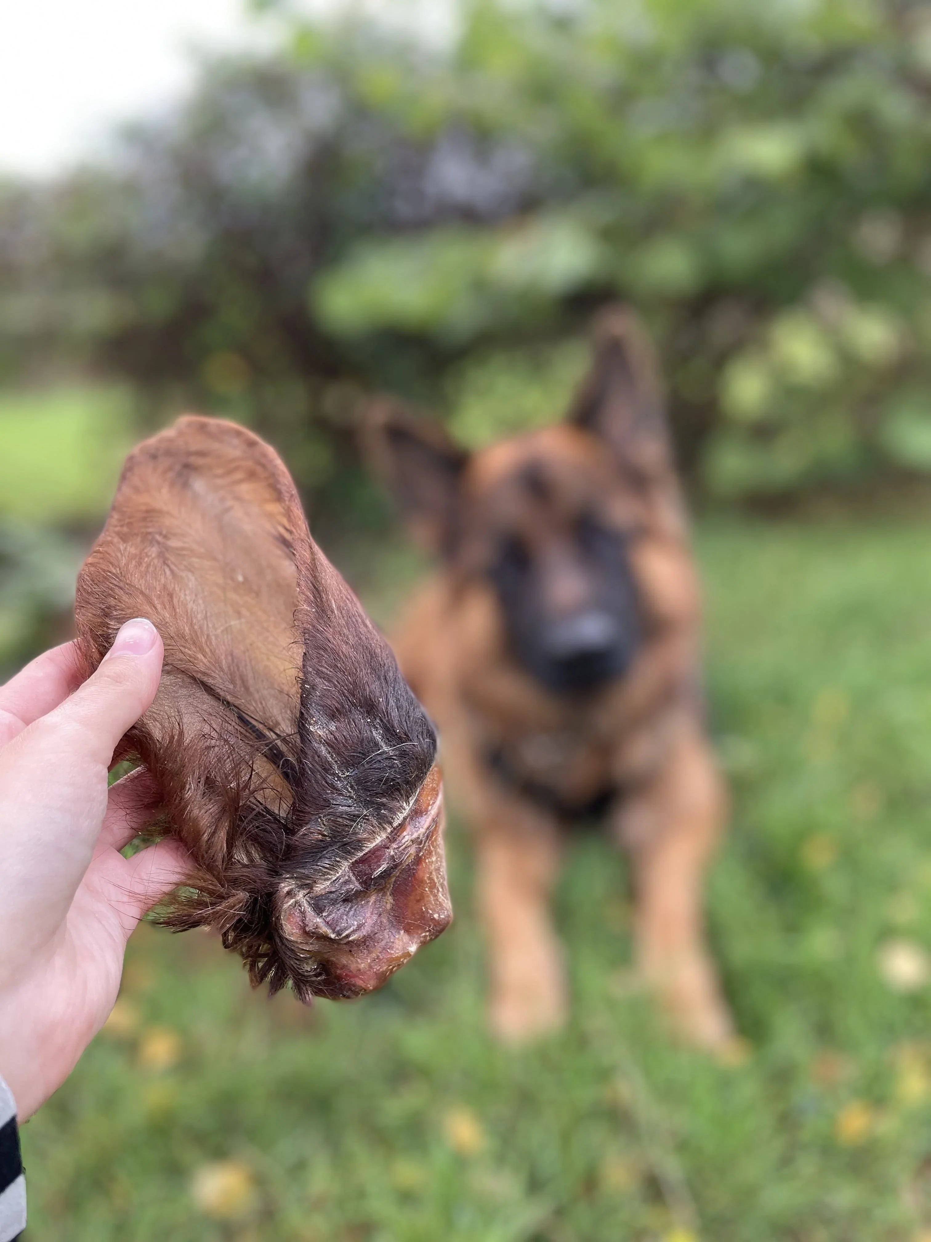 Oreille de bœuf avec poil XXL - MY LOYAL K9