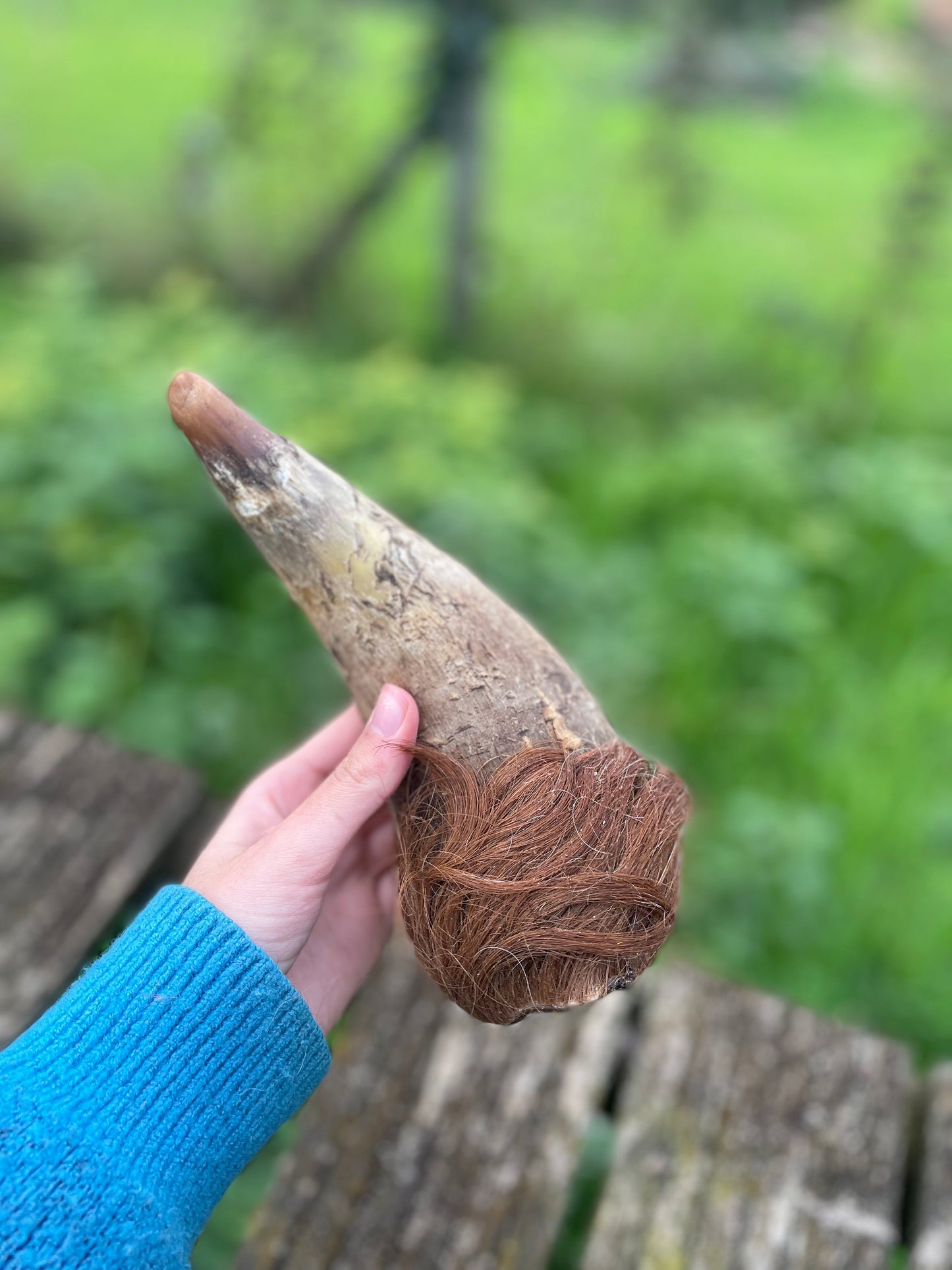 Corne de boeuf
