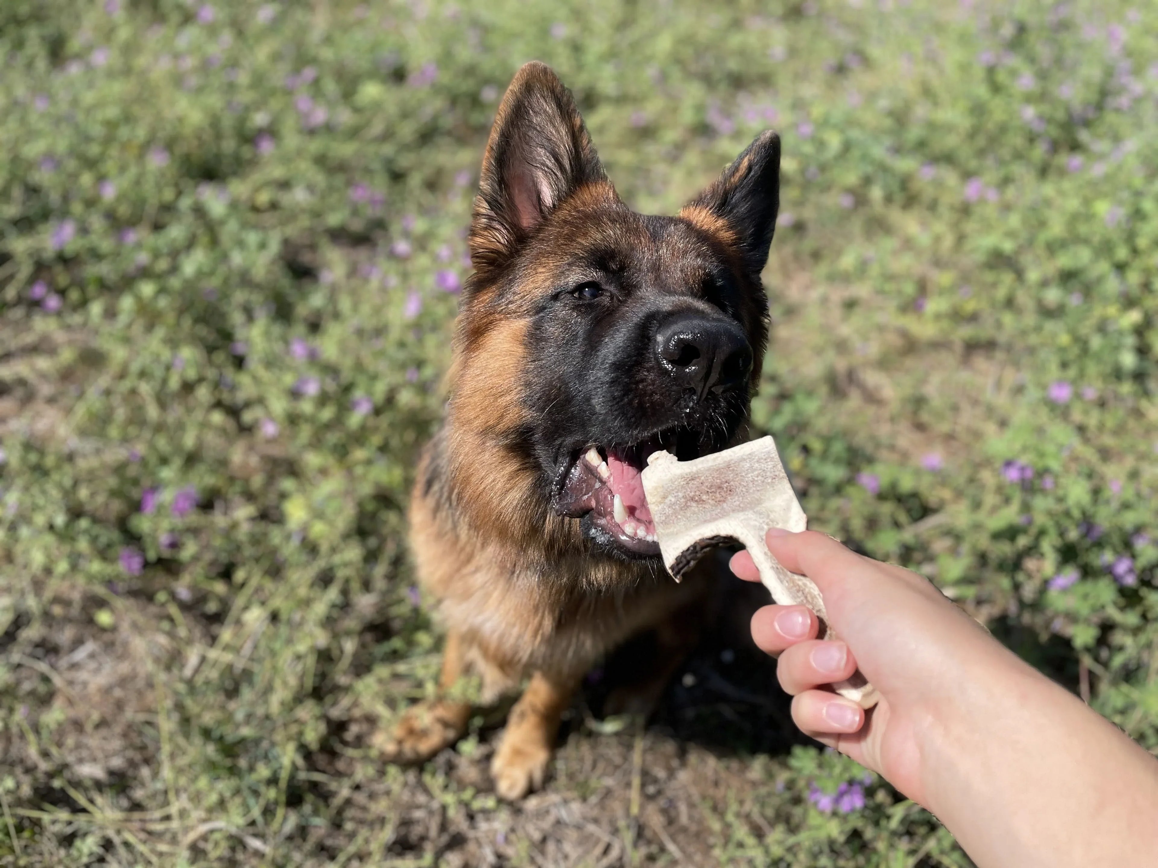 Bois de cerf tranché (disponible en 4 tailles) - MY LOYAL K9