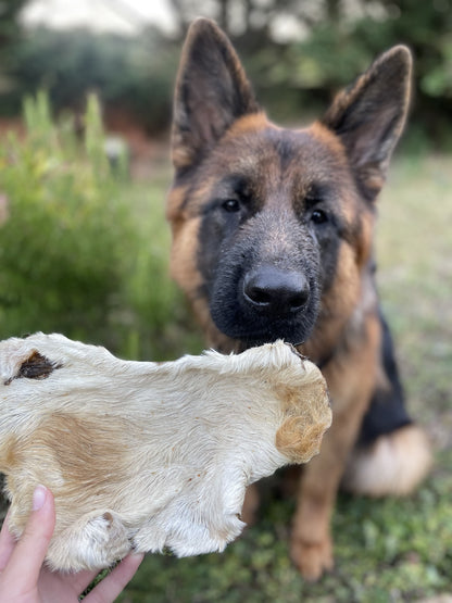 Plaque de peau de boeuf avec poils - Taille moyenne - MY LOYAL K9