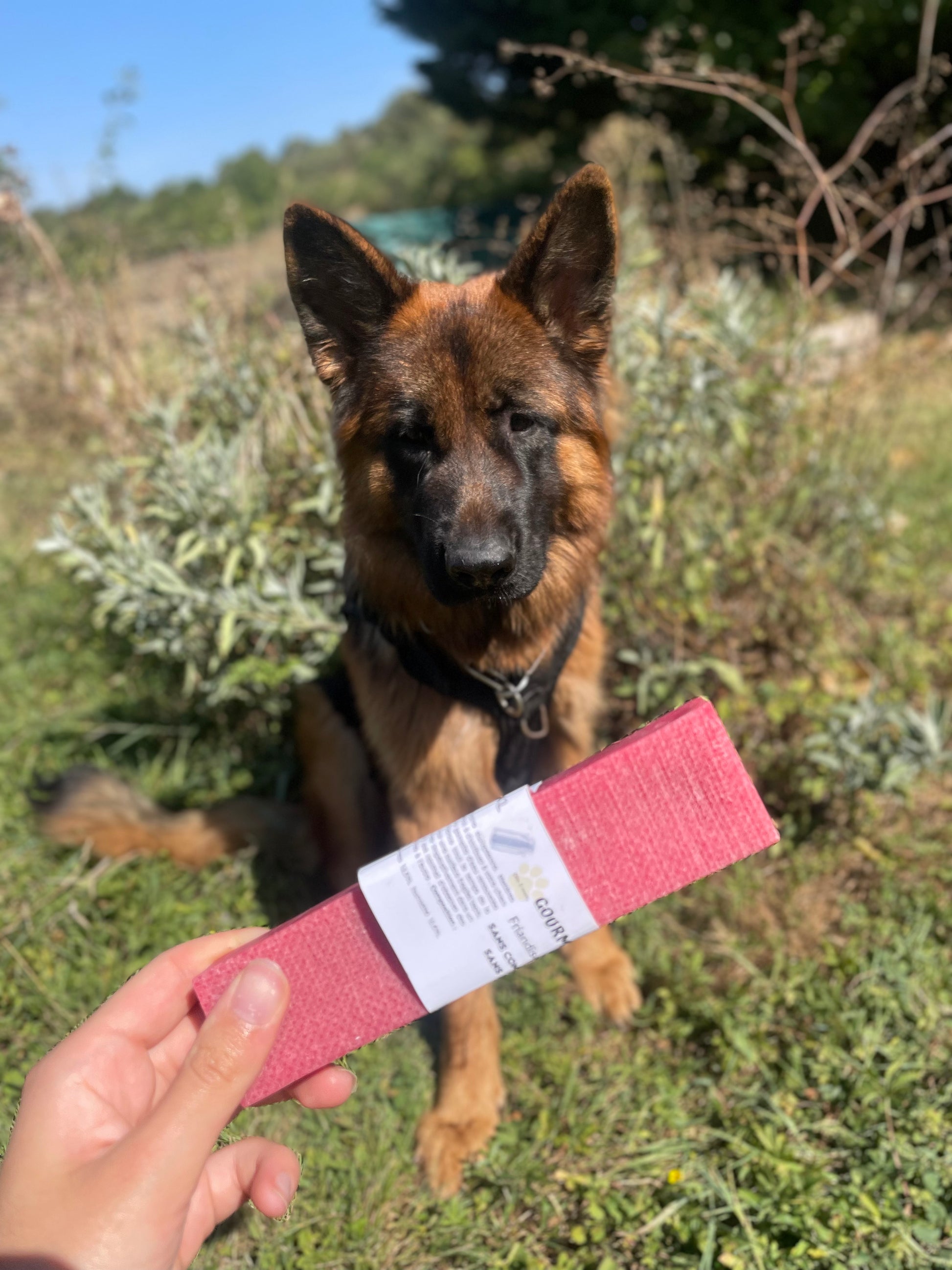 Cheese bone à la fraise (disponible en 3 tailles) - MY LOYAL K9