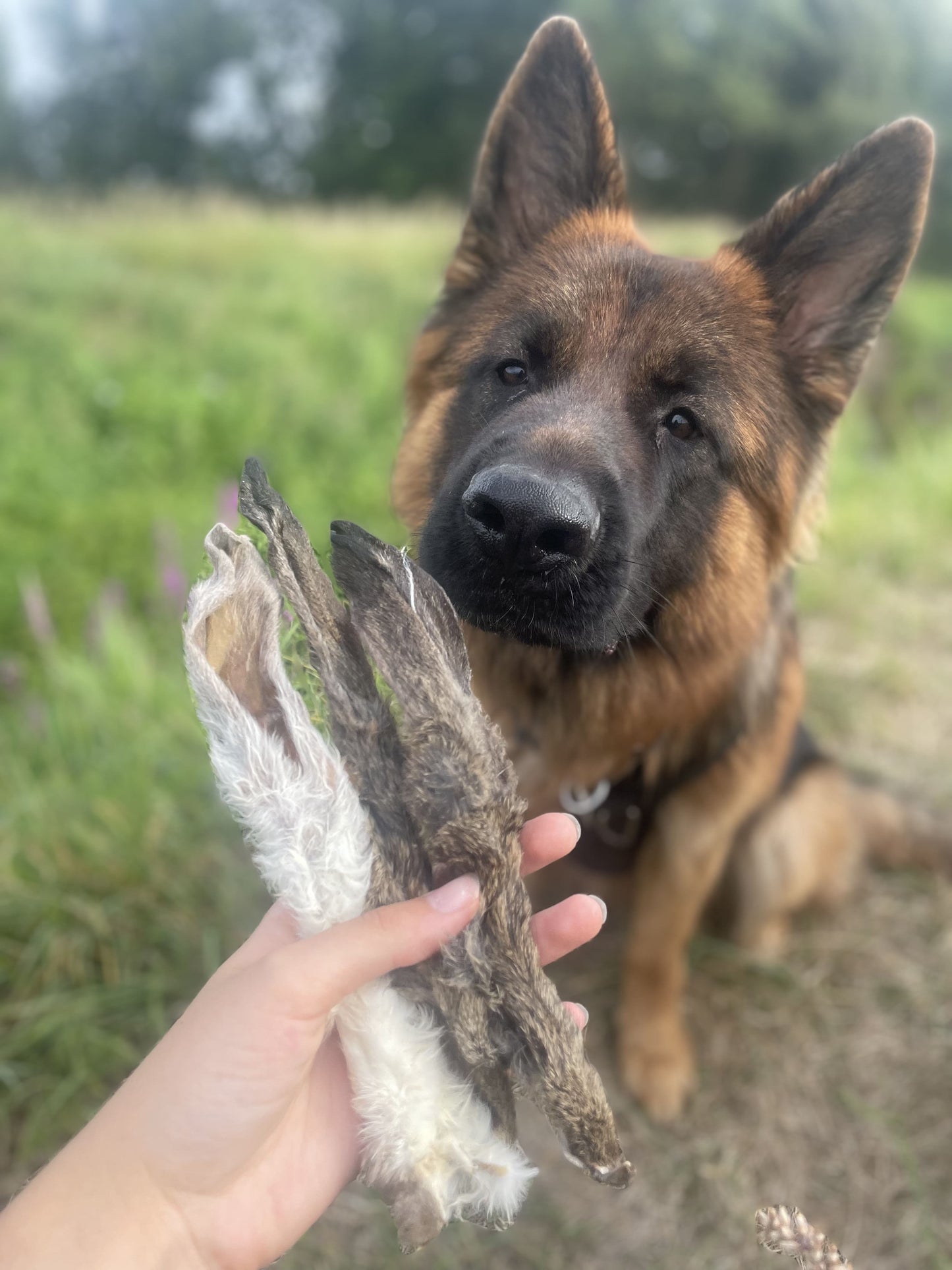 Oreille de lapin avec poils à l'unité - MY LOYAL K9