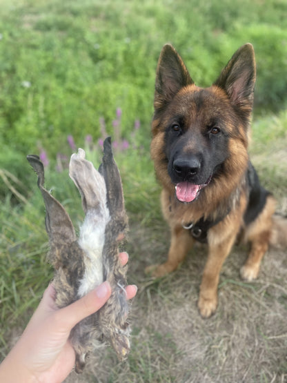 Oreille de lapin avec poils à l'unité - MY LOYAL K9