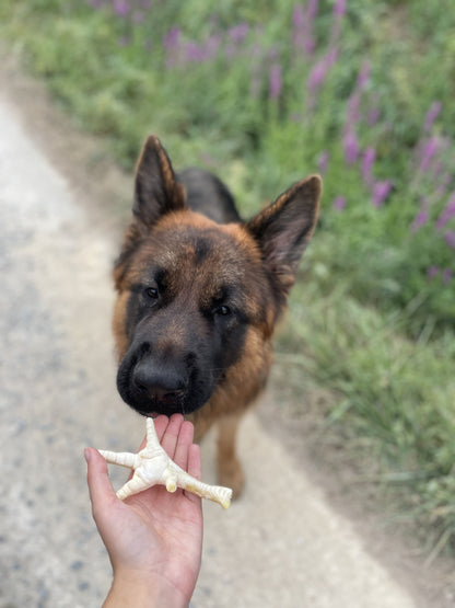 Patte de poulet soufflée à l'unité - MY LOYAL K9