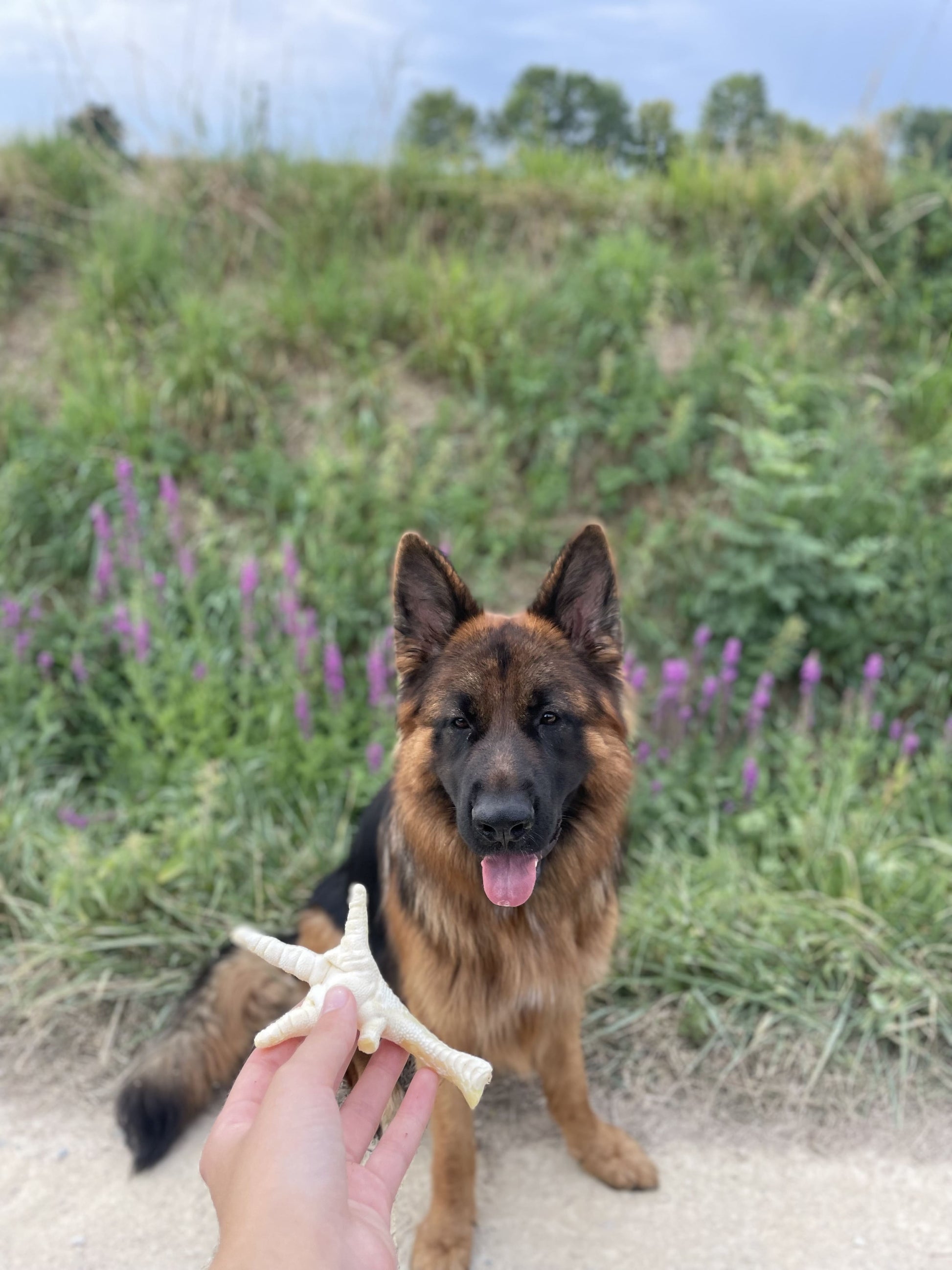 Patte de poulet soufflée à l'unité - MY LOYAL K9