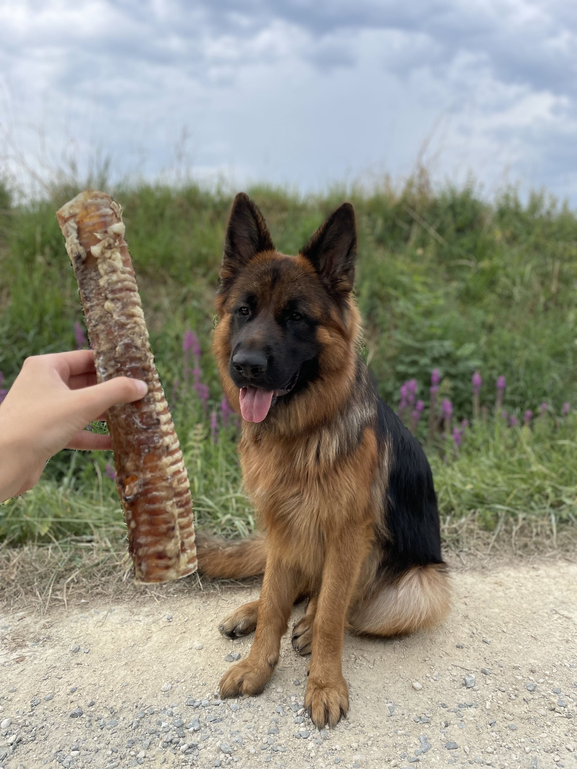 Trachée de boeuf XL (30cm) - MY LOYAL K9