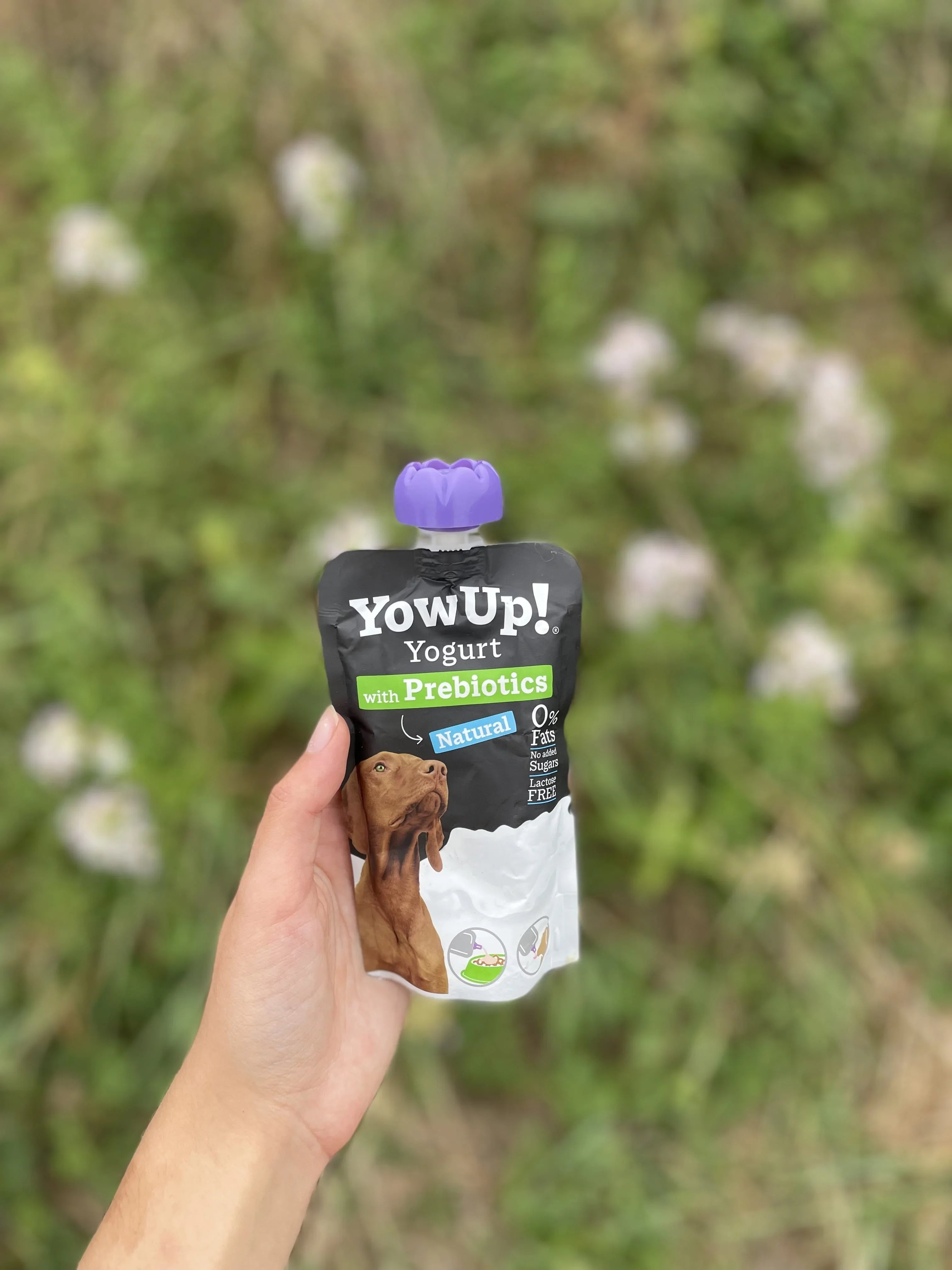 Yowup! - Yaourt naturel pour chien - MY LOYAL K9