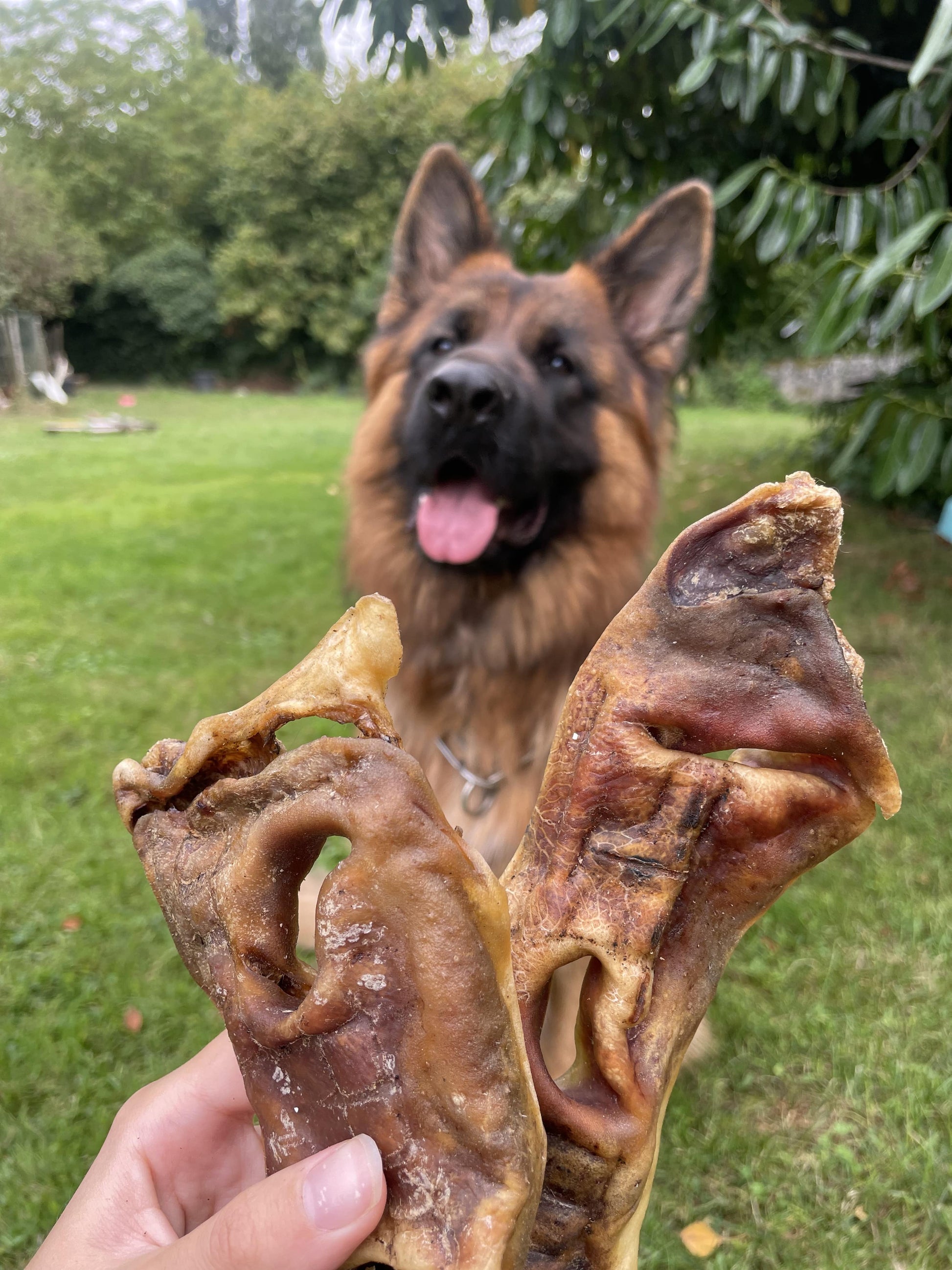 Museau de Boeuf - MY LOYAL K9