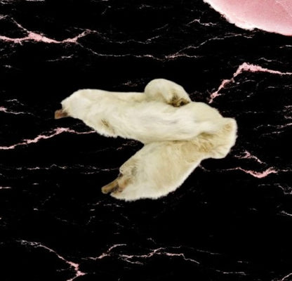 Patte de lapin avec poils